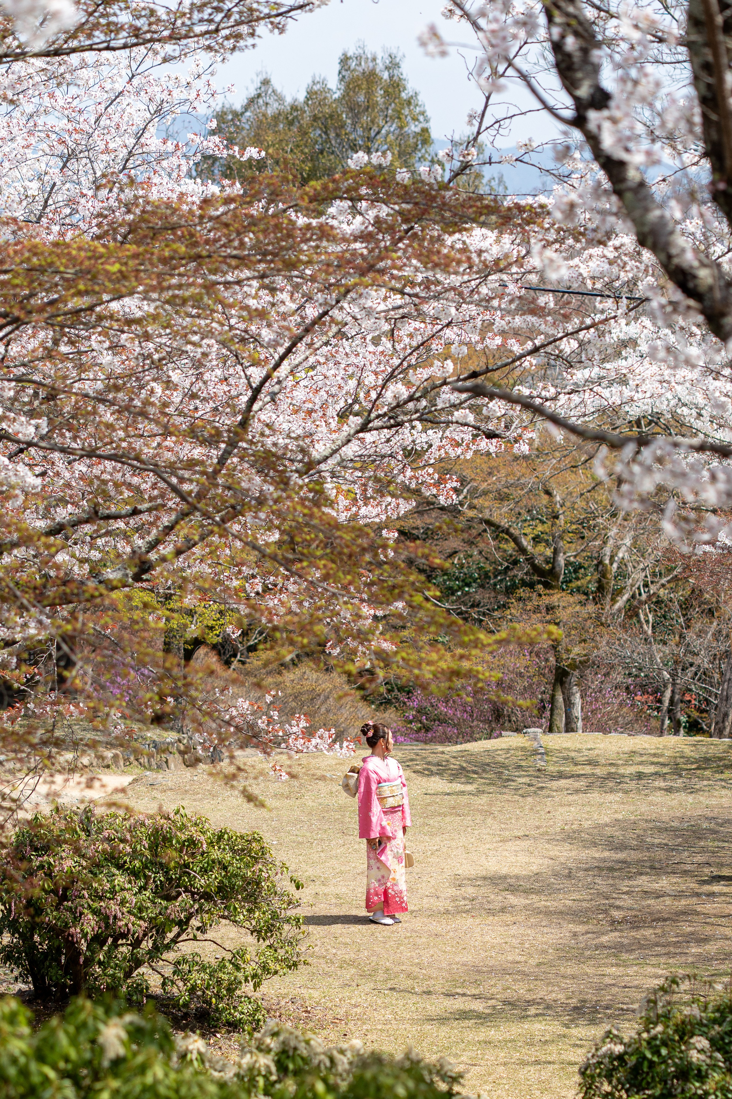 Япония, сакура. Творческие сьемки