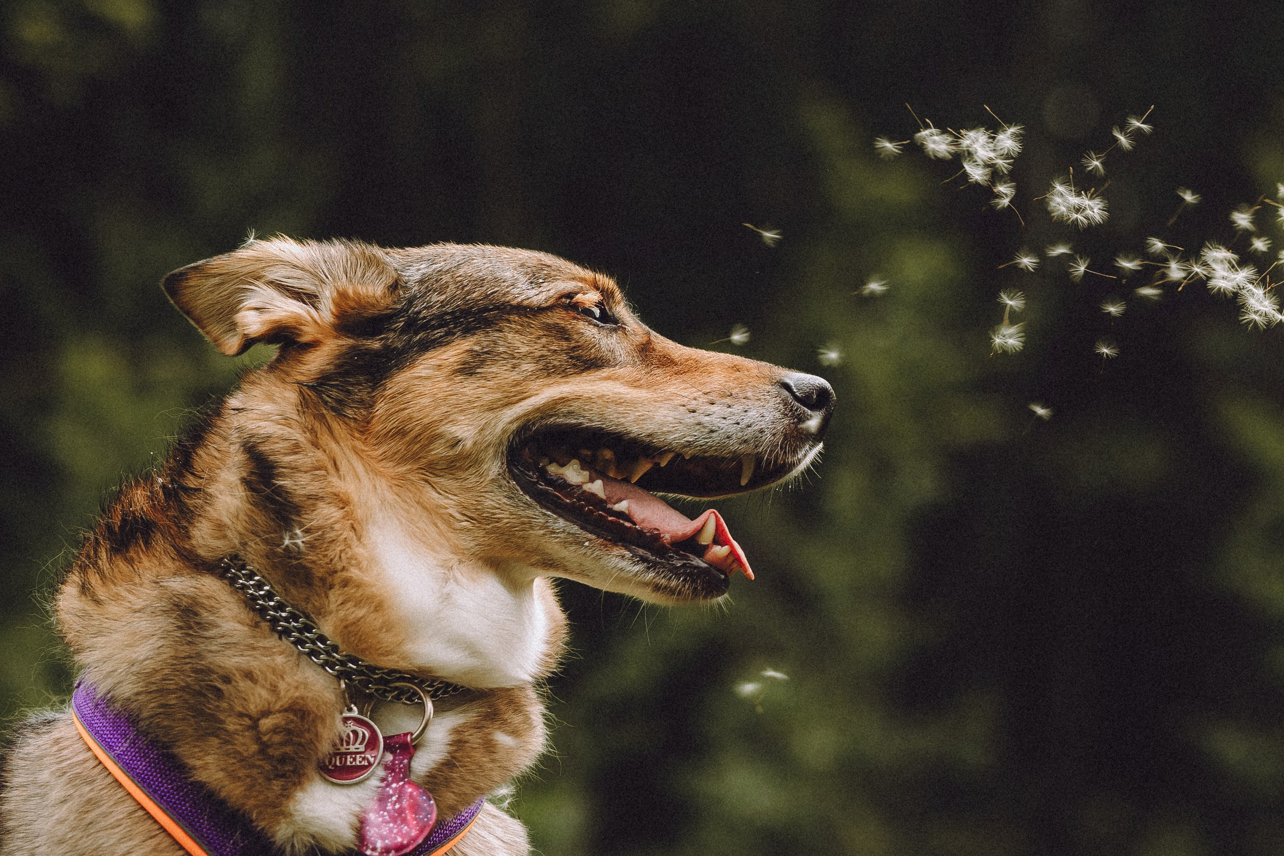 Груша, Данни, Фунтик и их семья