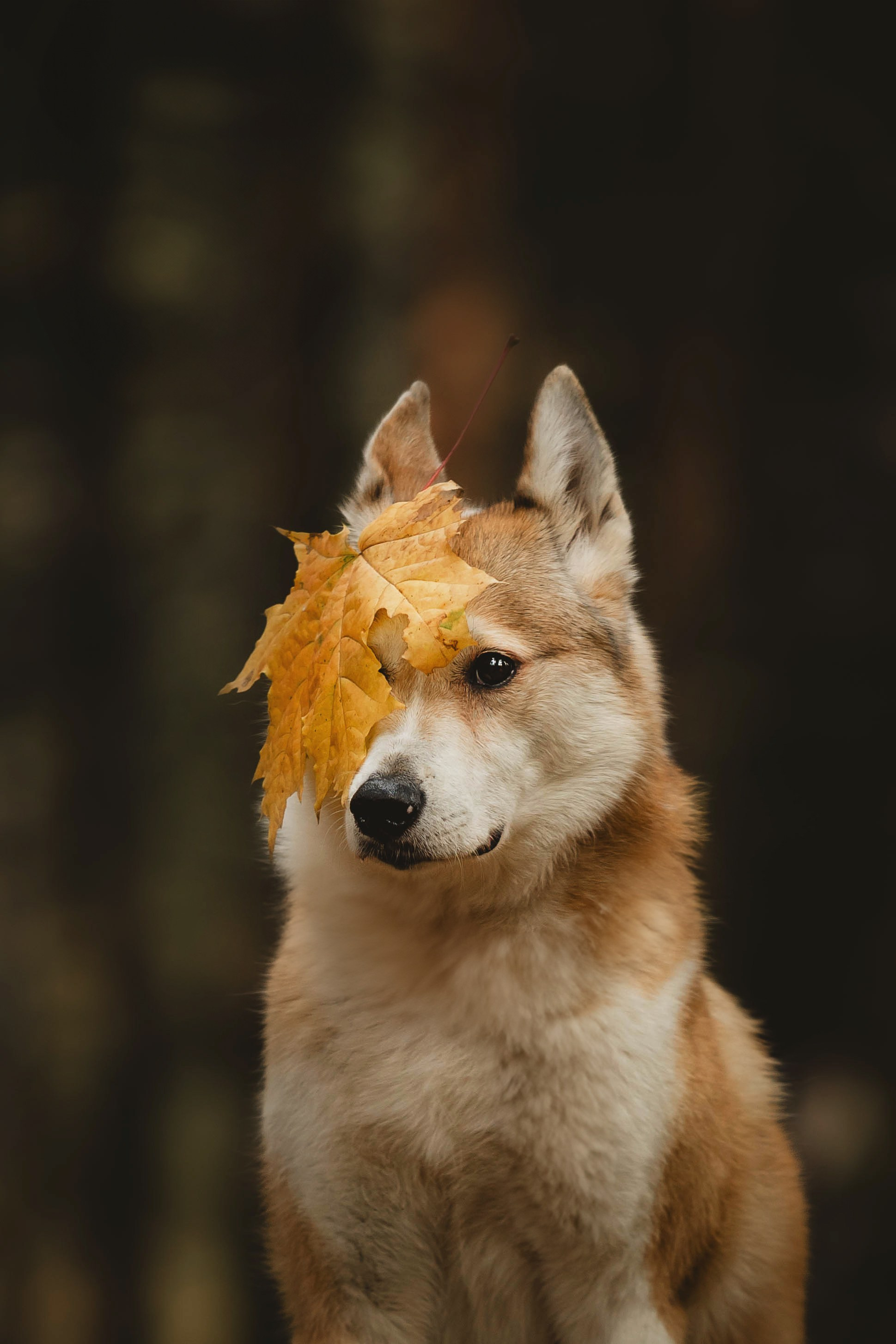 Как я выбираю, на какой объектив снимать животных?