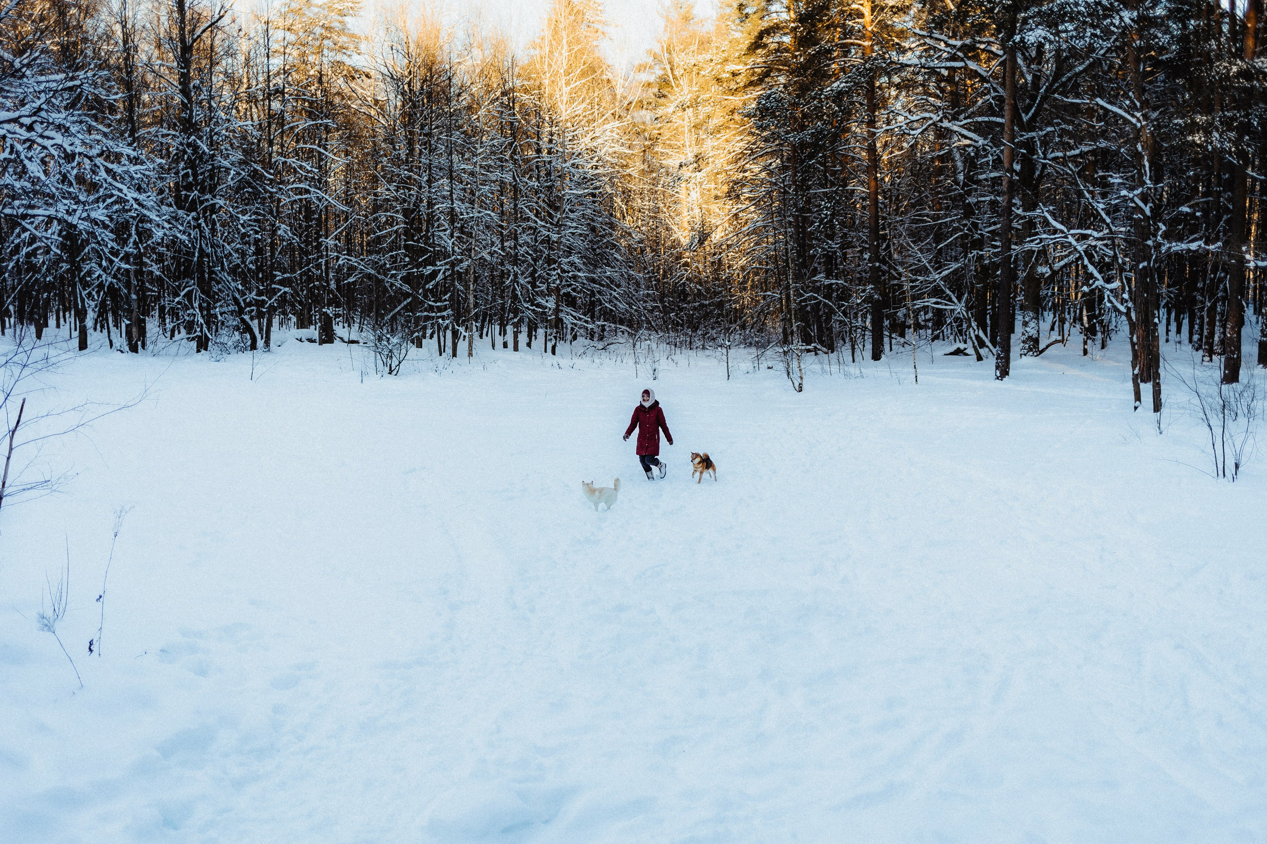 Шед, Цири и Ира