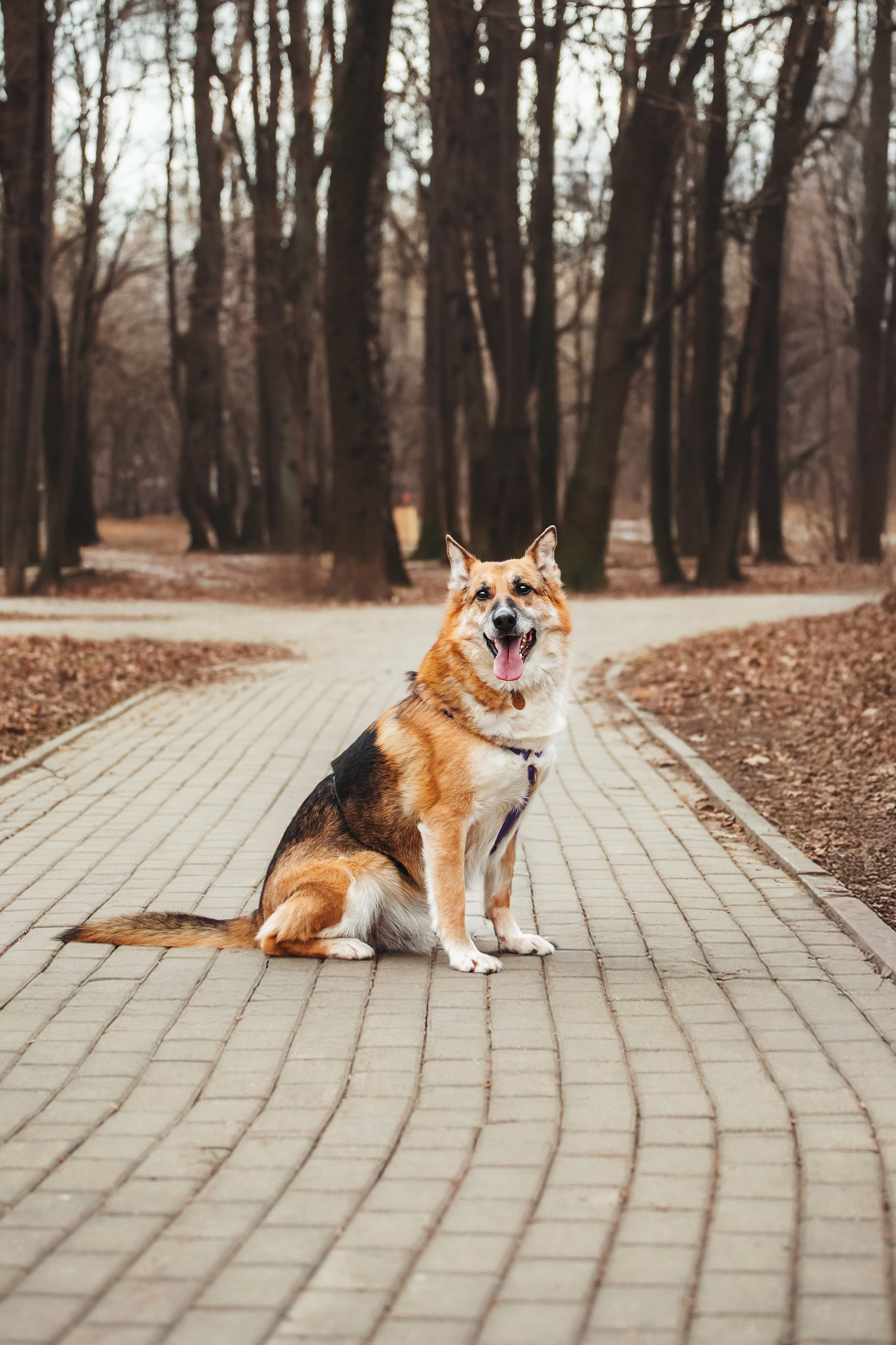 Собаки из приюта Дубовая роща весна 2025. Фотограф-анималист Татьяна Степанова