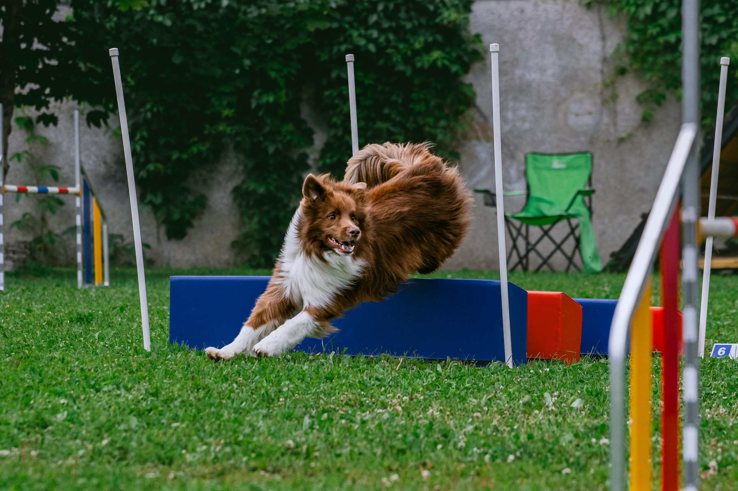 Соревнования по аджилити Долгопрудный 30.06.2025. Фотограф-анималист Татьяна Степанова