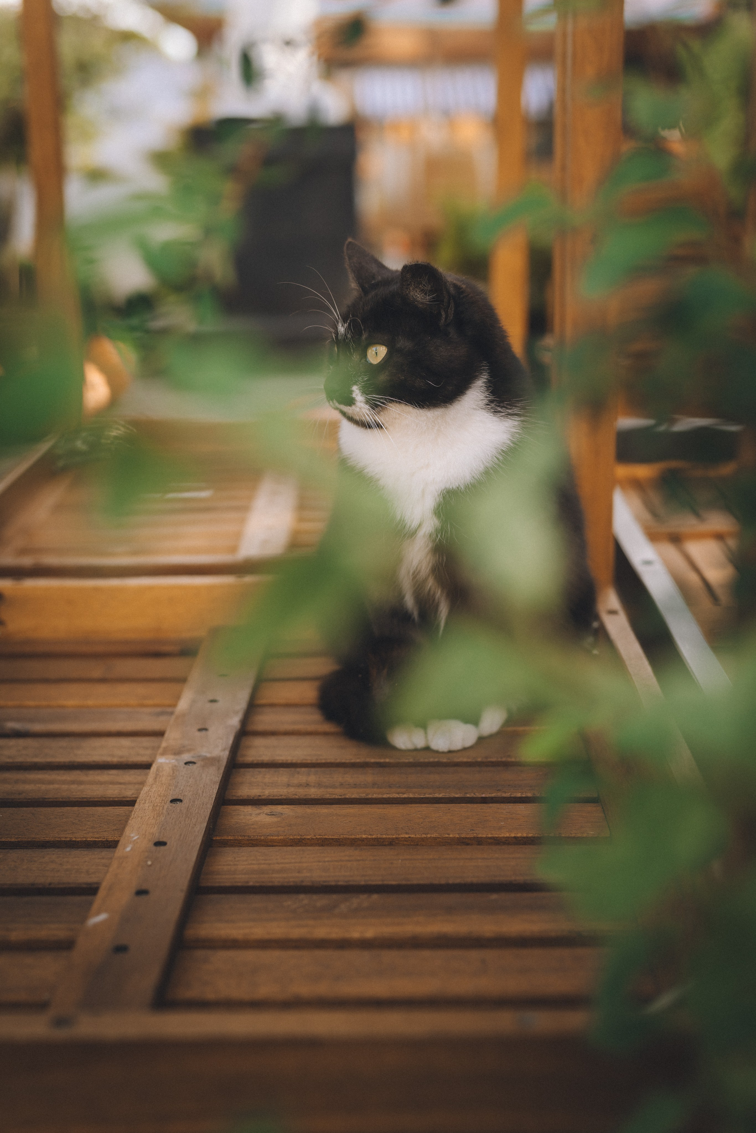 Коты Зеленоградска. Фотограф Зеленоградск Красильникова Елена