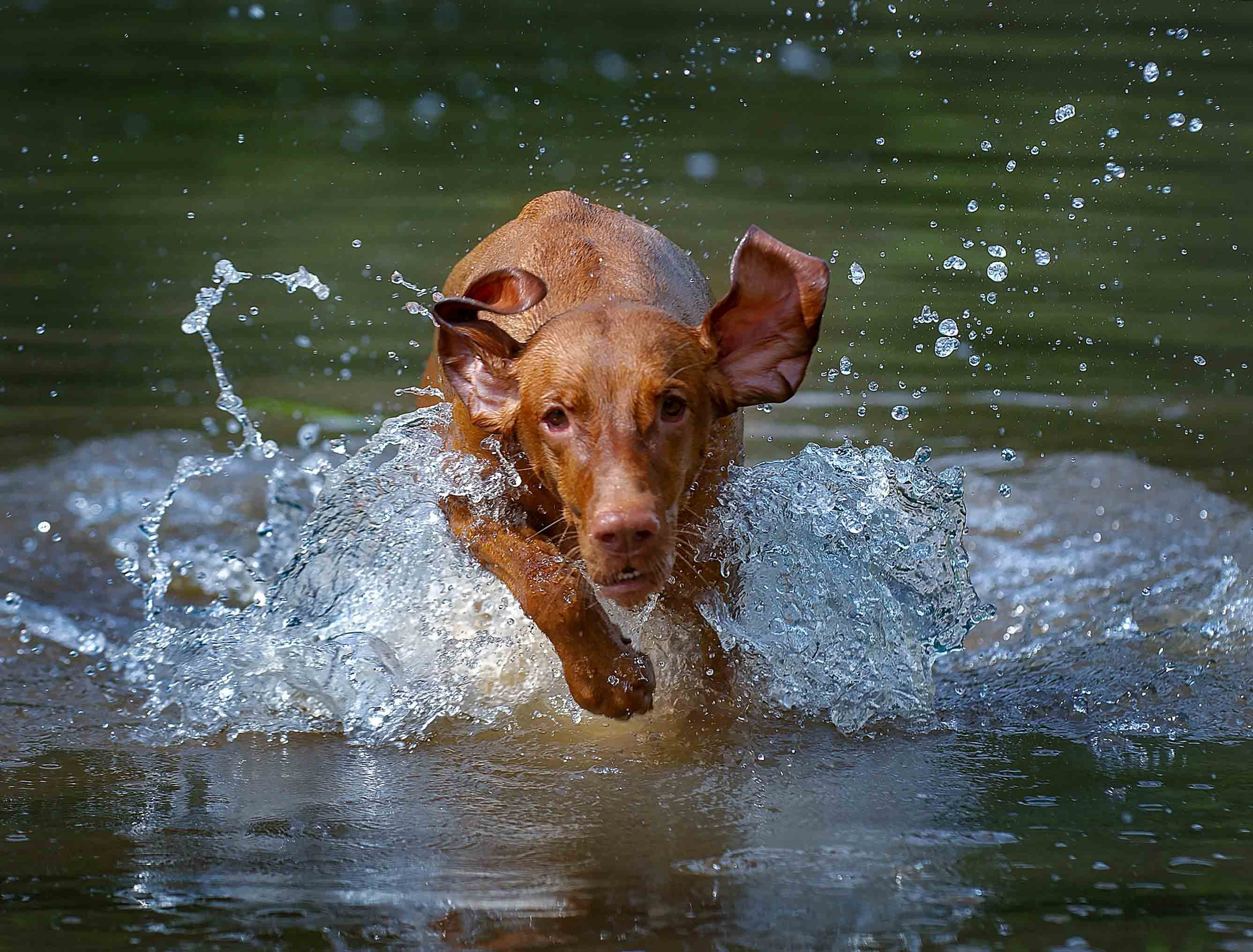 Собаки. Портретная и свадебная фотосъемка. Москва и область
