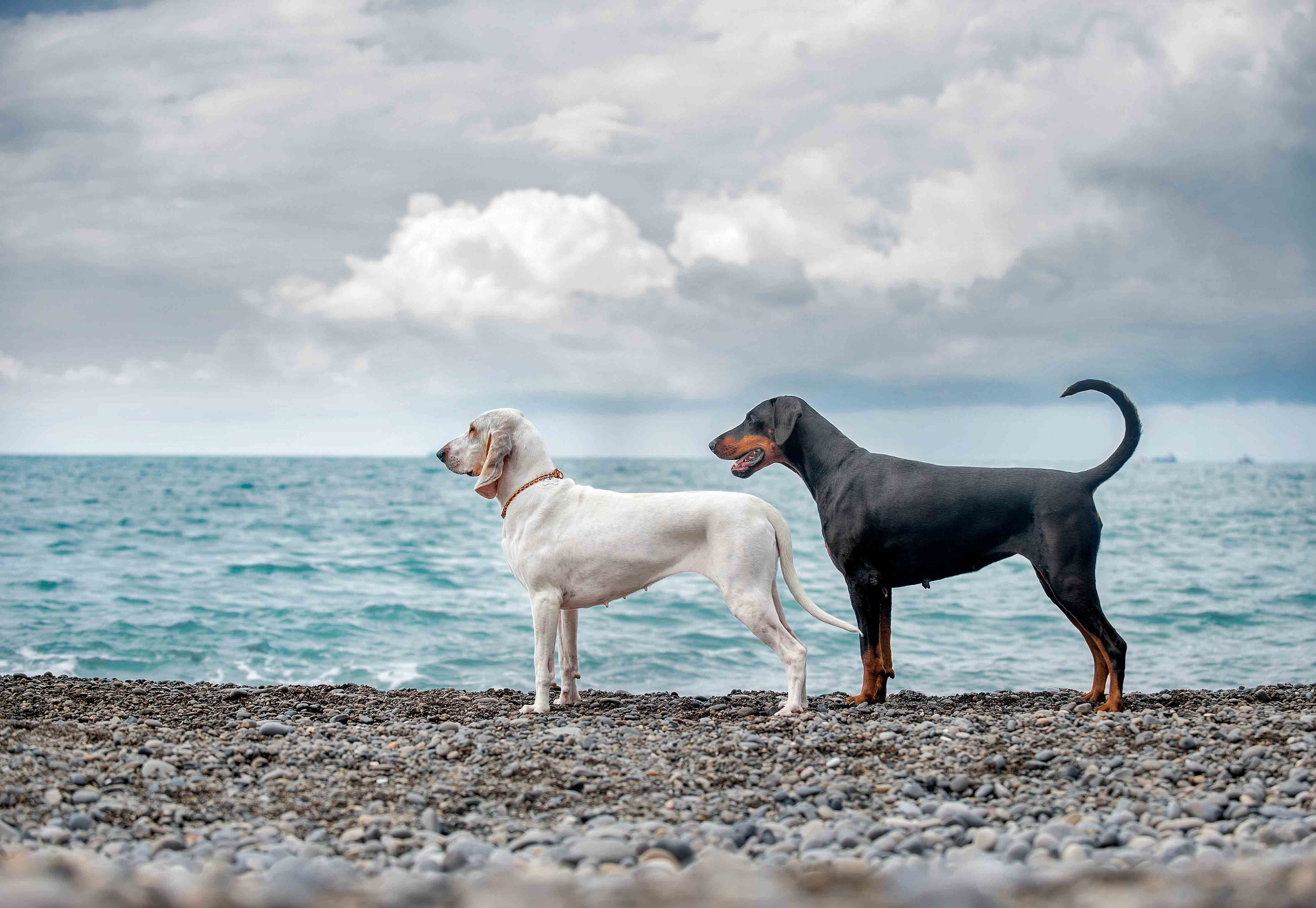 Собаки. Портретная и свадебная фотосъемка. Москва и область