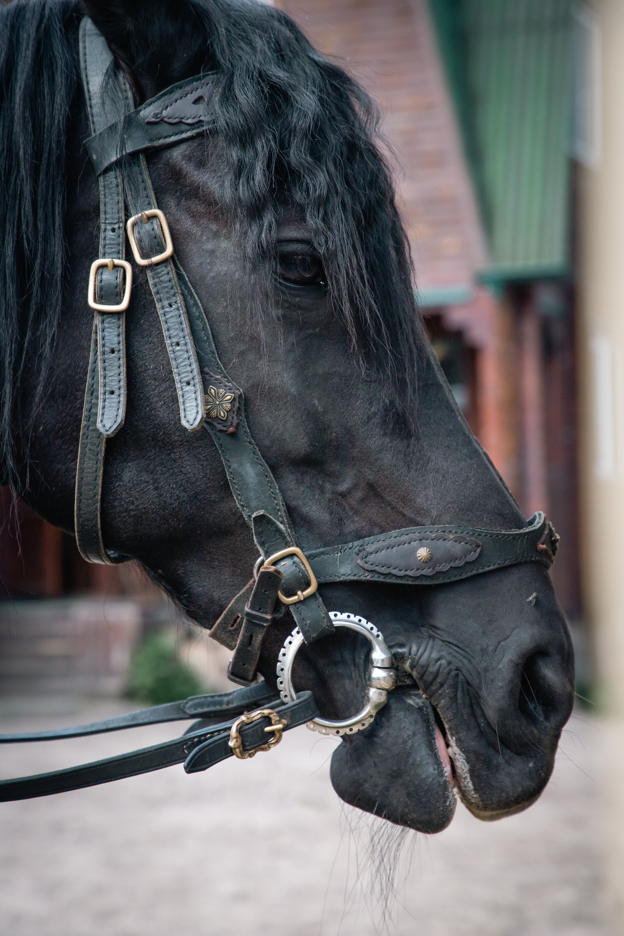 Фотосессия с лошадкой Пенкой