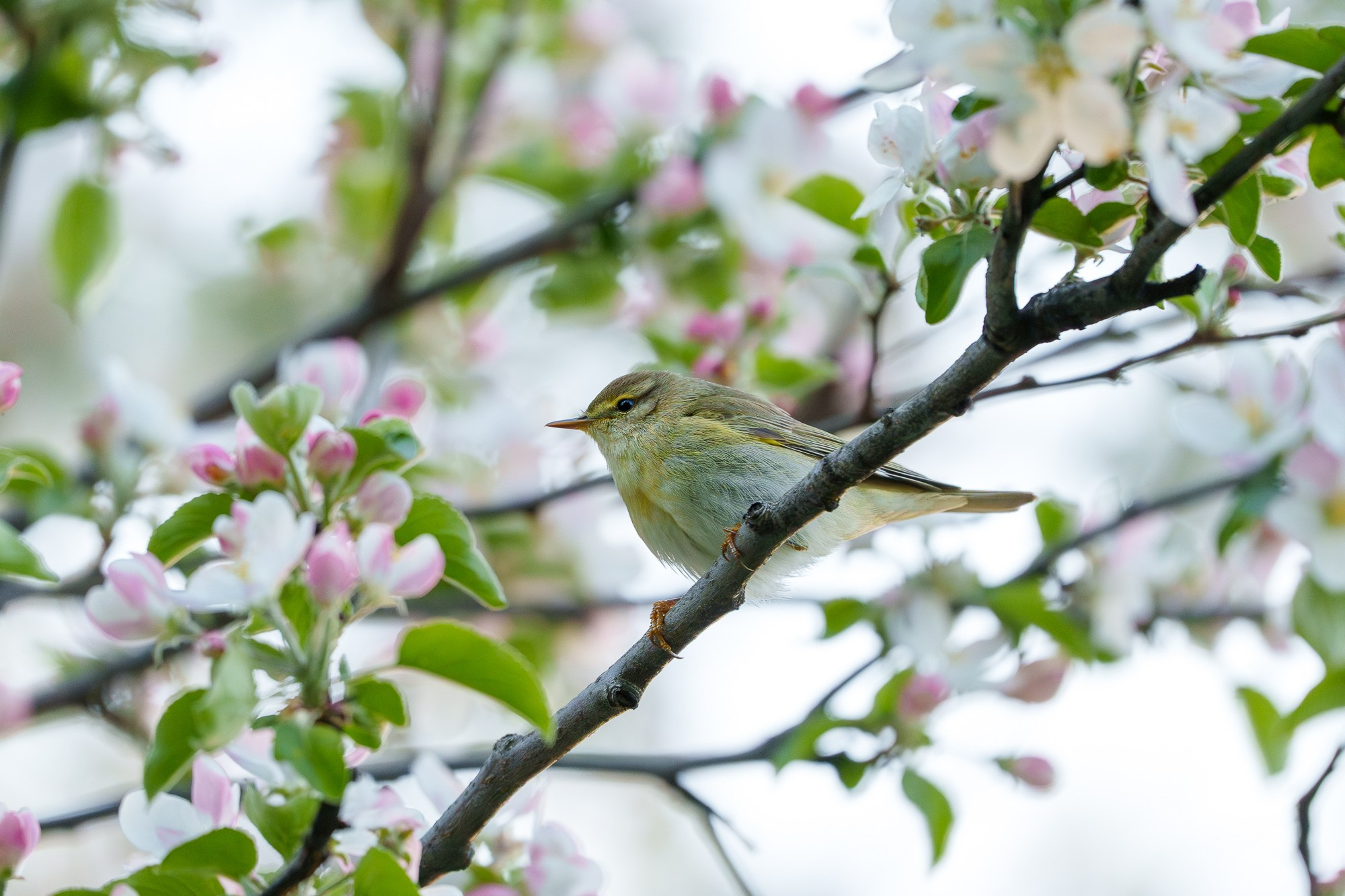 Удивительные мир птиц. Вокруг нас столько прекрасного — присмотритесь!. Ваш личный фотограф Марина Волкова