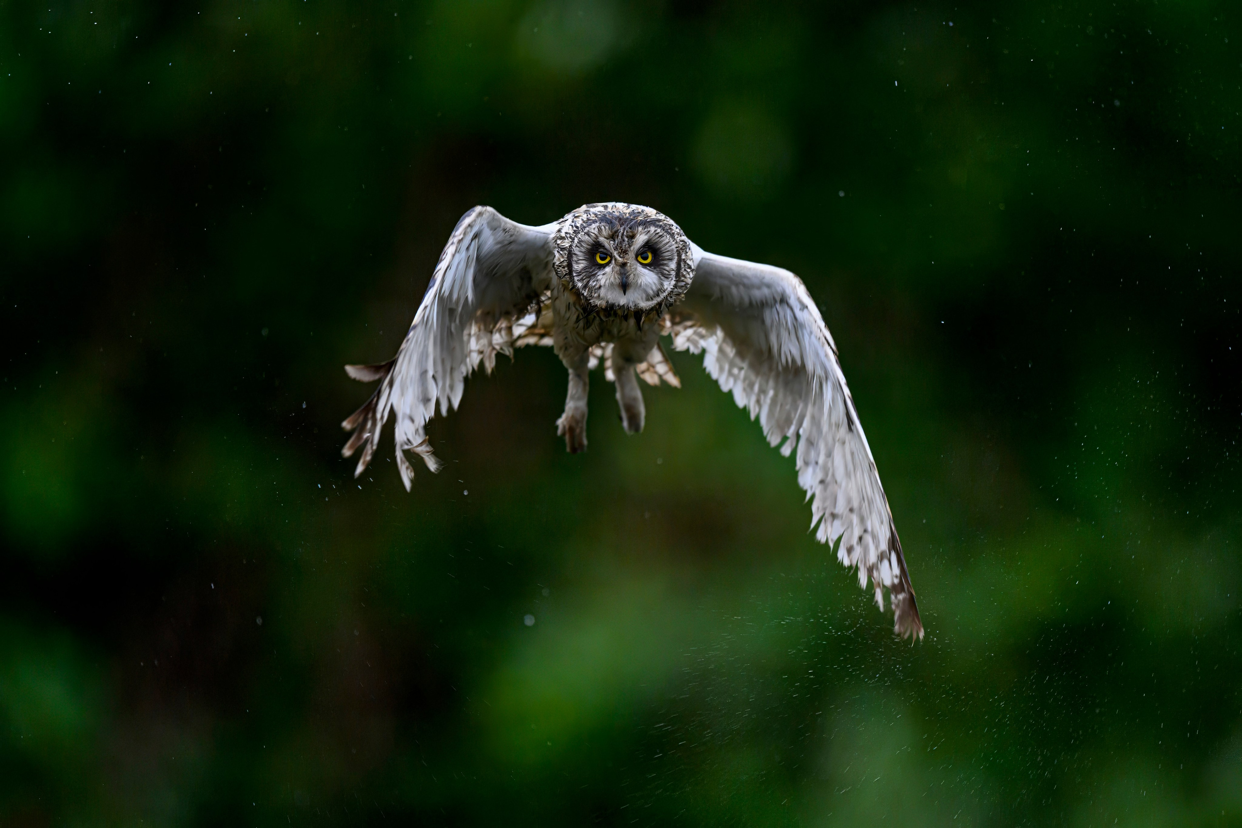 Сова и брызги. Owl and splashes. Фотограф Сергей Пупонин