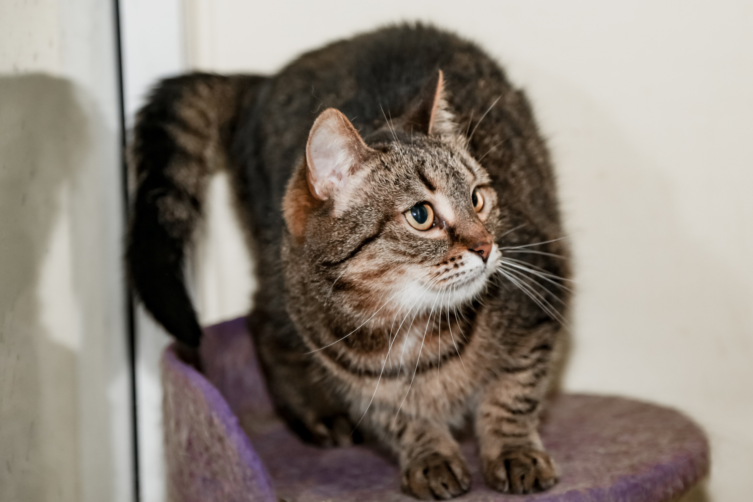 Приют Кошкин Дом Филимоша. Ваш фотограф в Оренбурге Рощупкина Екатерина