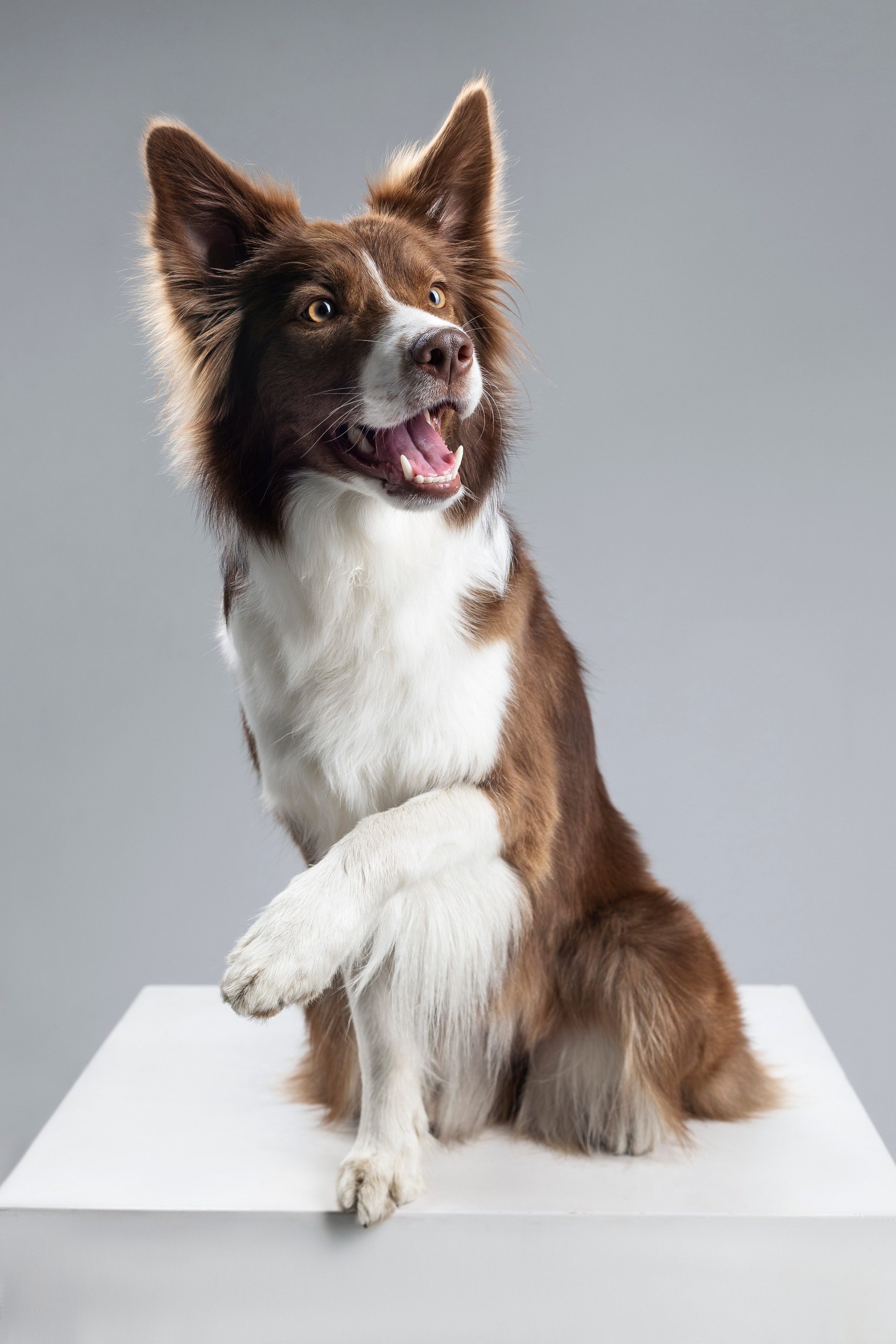 Беатрисс и бордер Вивьен в студии. Фотограф анималист в Москве Майорова Евгения