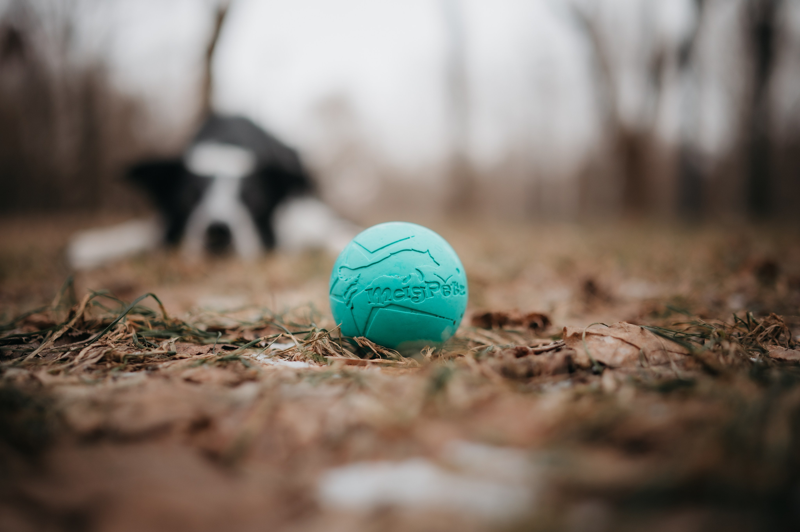 Magpetz. Семейный фотограф анималист Ананьева Мария — Москва