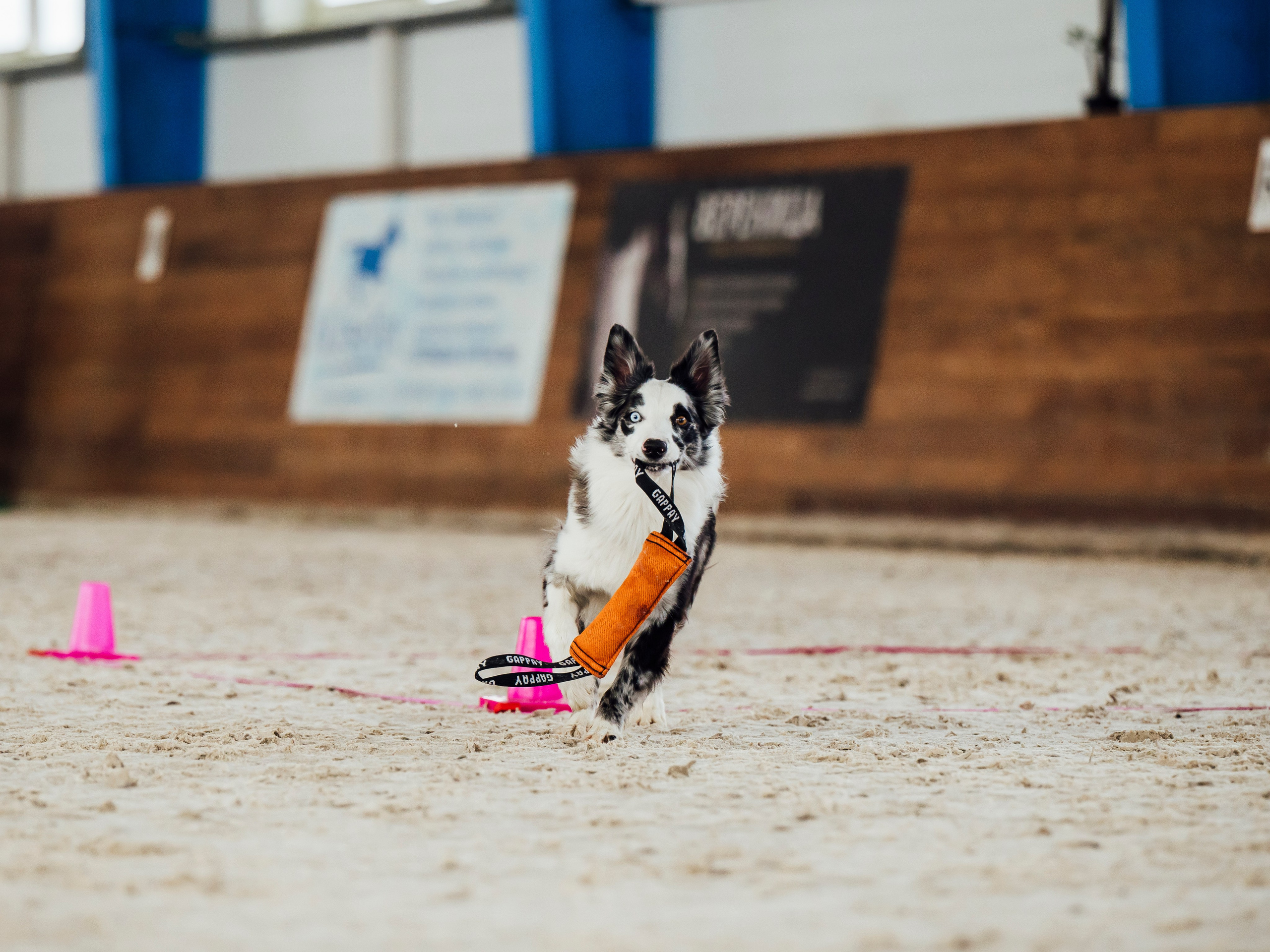 Обидиенс. Семейный фотограф анималист Ананьева Мария — Москва