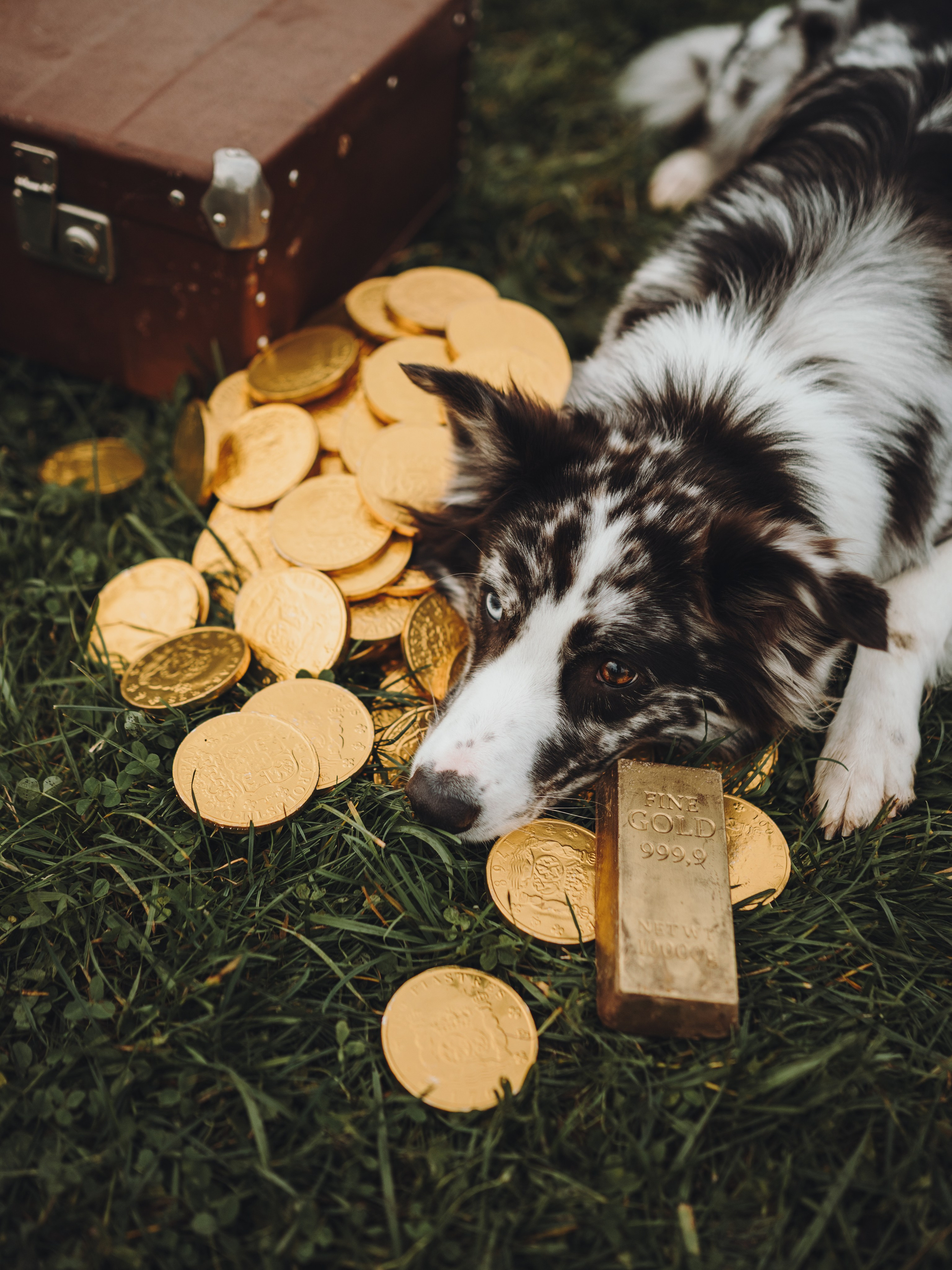 Лилу, Ри и Тучка. Семейный фотограф анималист Ананьева Мария — Москва