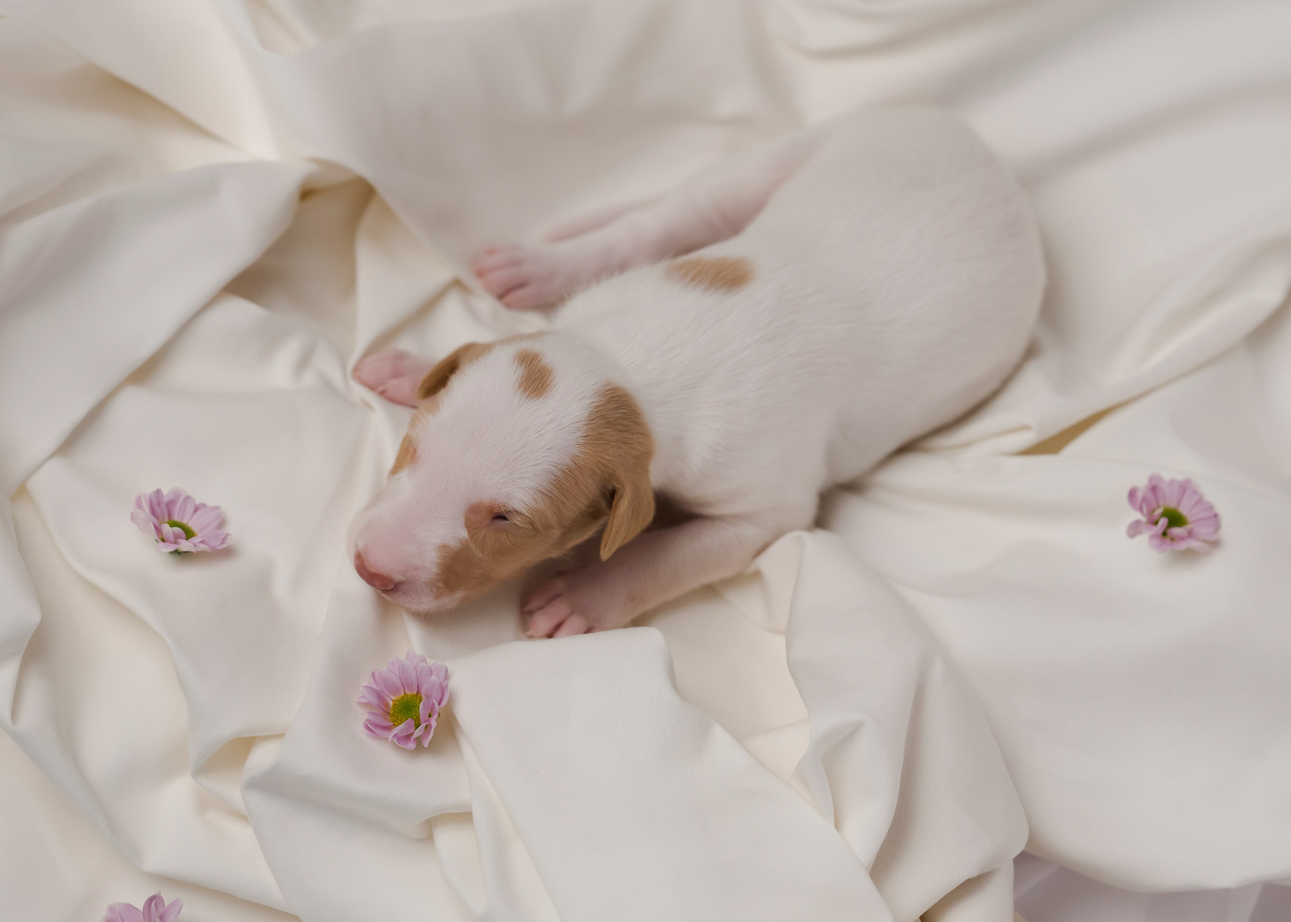 Поденки ибиценки. Фотограф- анималист Александра Матвеева