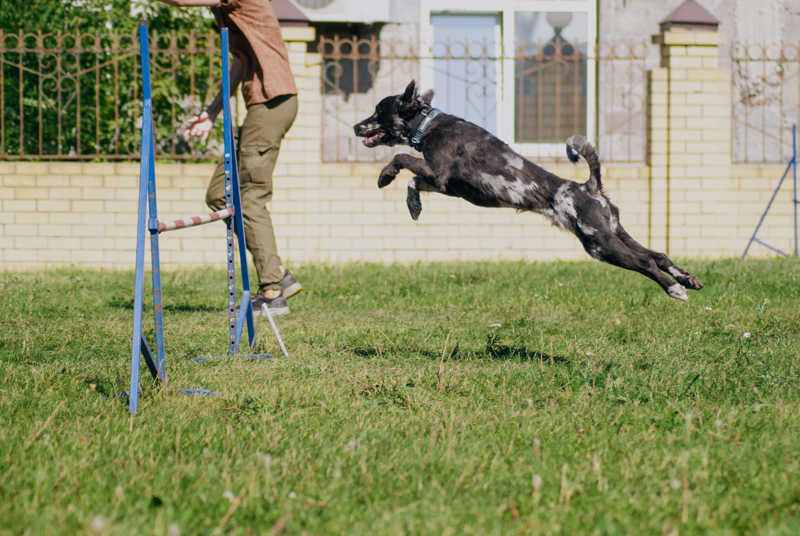 Аджилити. Фотограф в Тюмени Лизавета Сапицкая