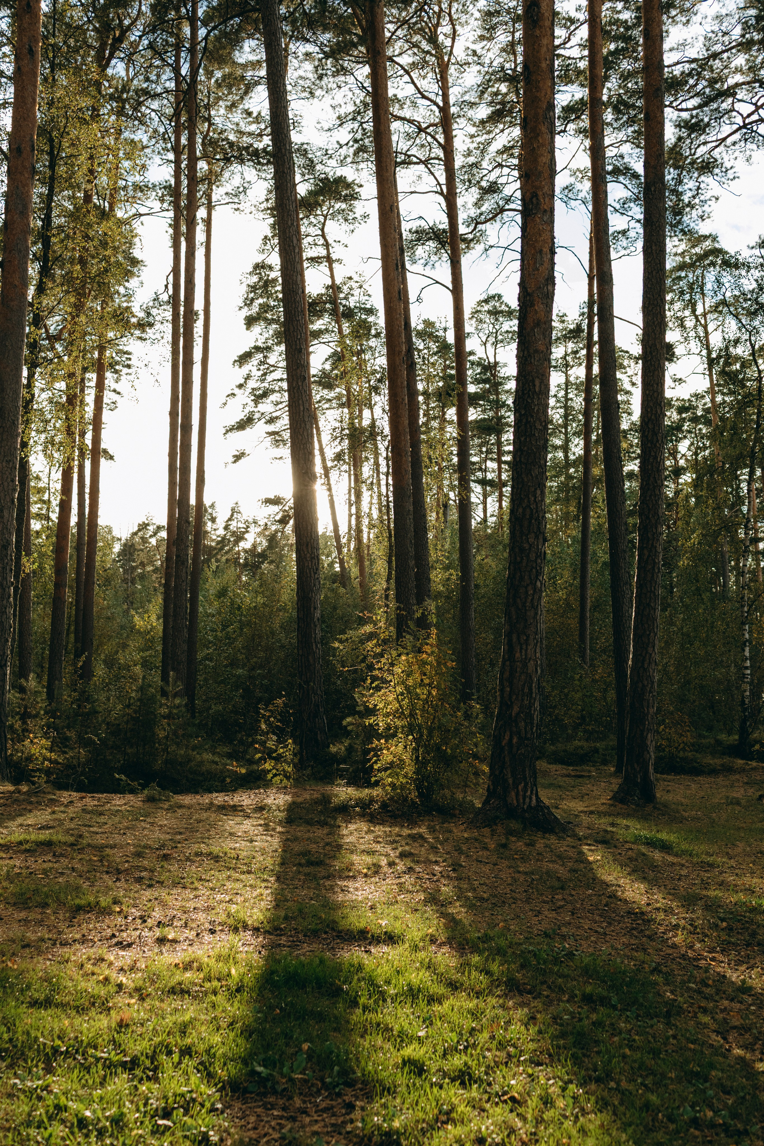 Прогулка Насти с Арчи и Арагоном. Фотограф-анималист в Санкт-Петеребурге Титова Алиса