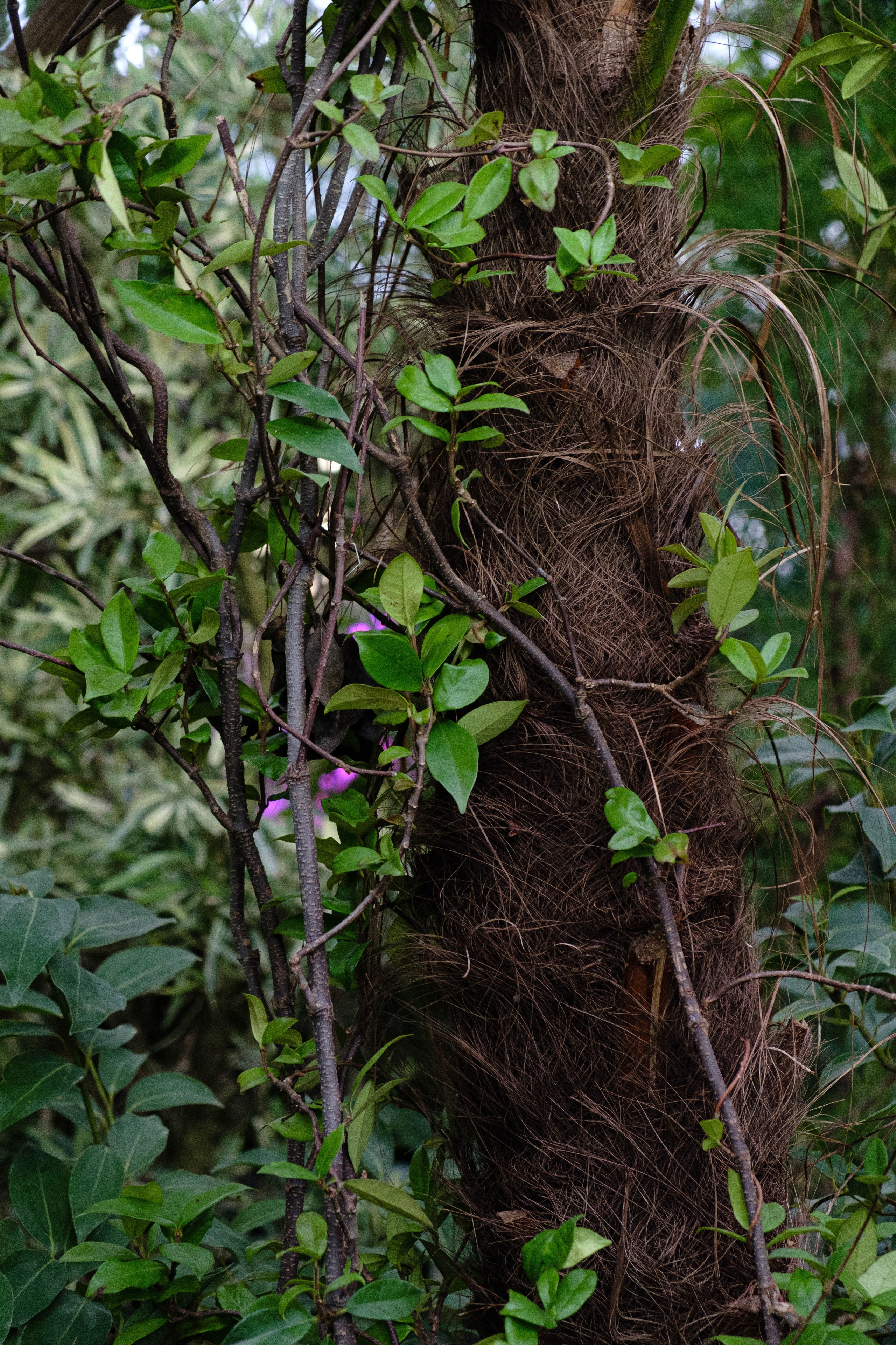 Старая Фондовая оранжерея. Алексей Никифоров свадебный и семейный фотограф Москва, Химки