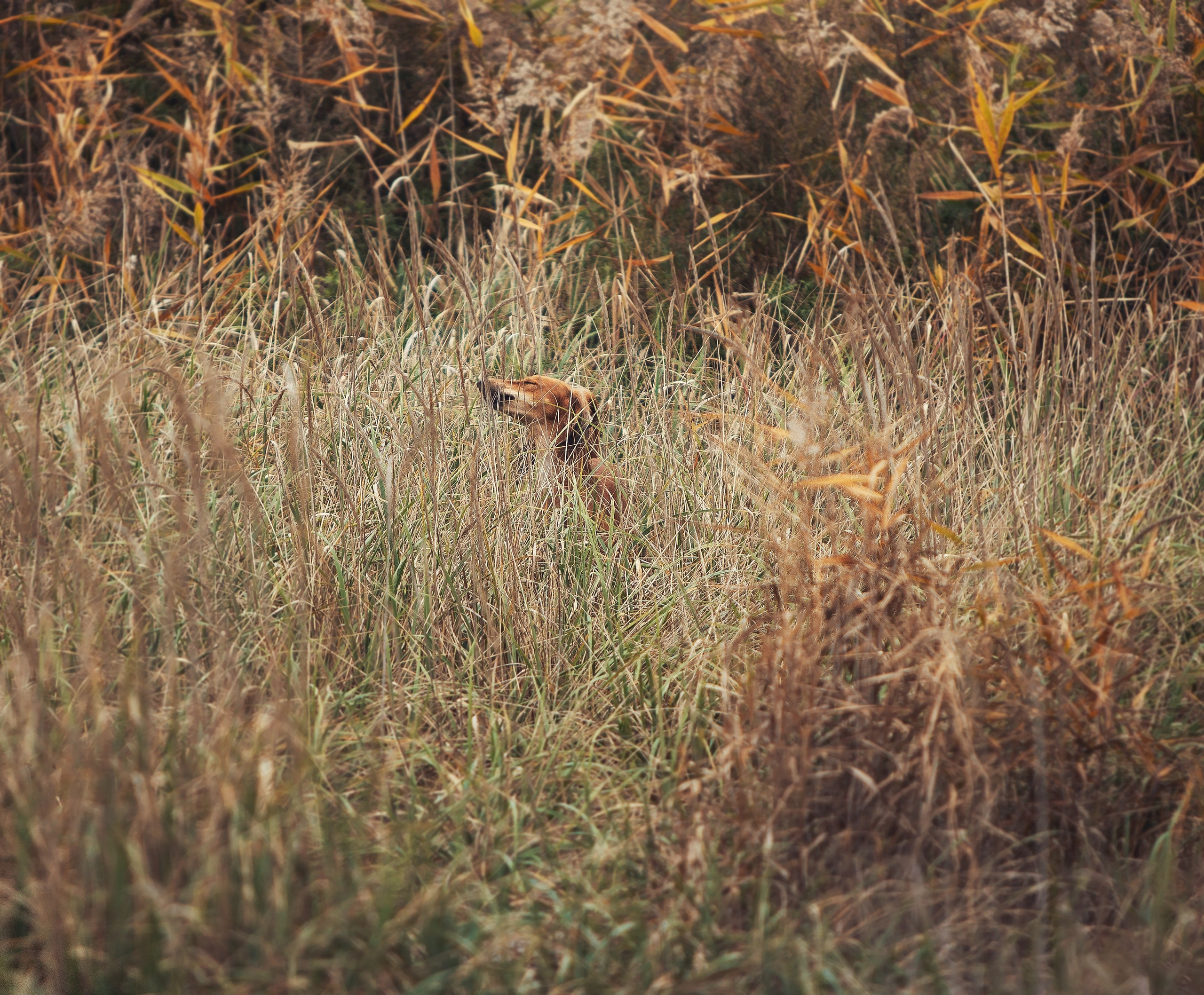 Фото Прогулки. Семейный фотограф анималист г. Находка