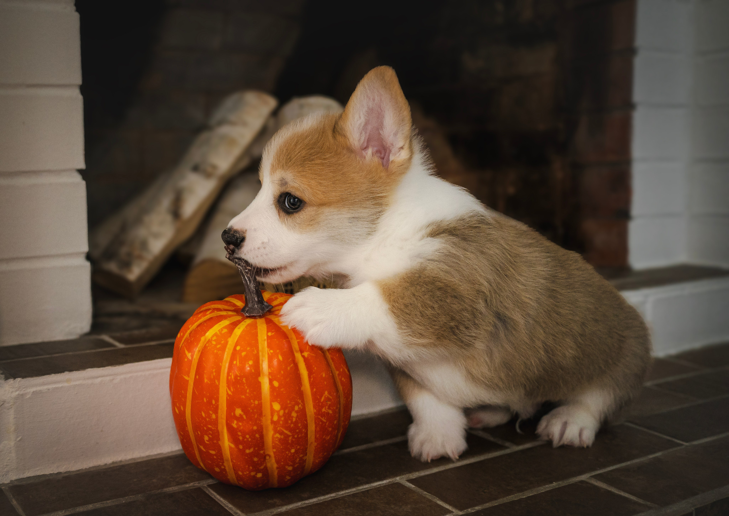 Щенки. Семейный фотограф анималист г. Находка