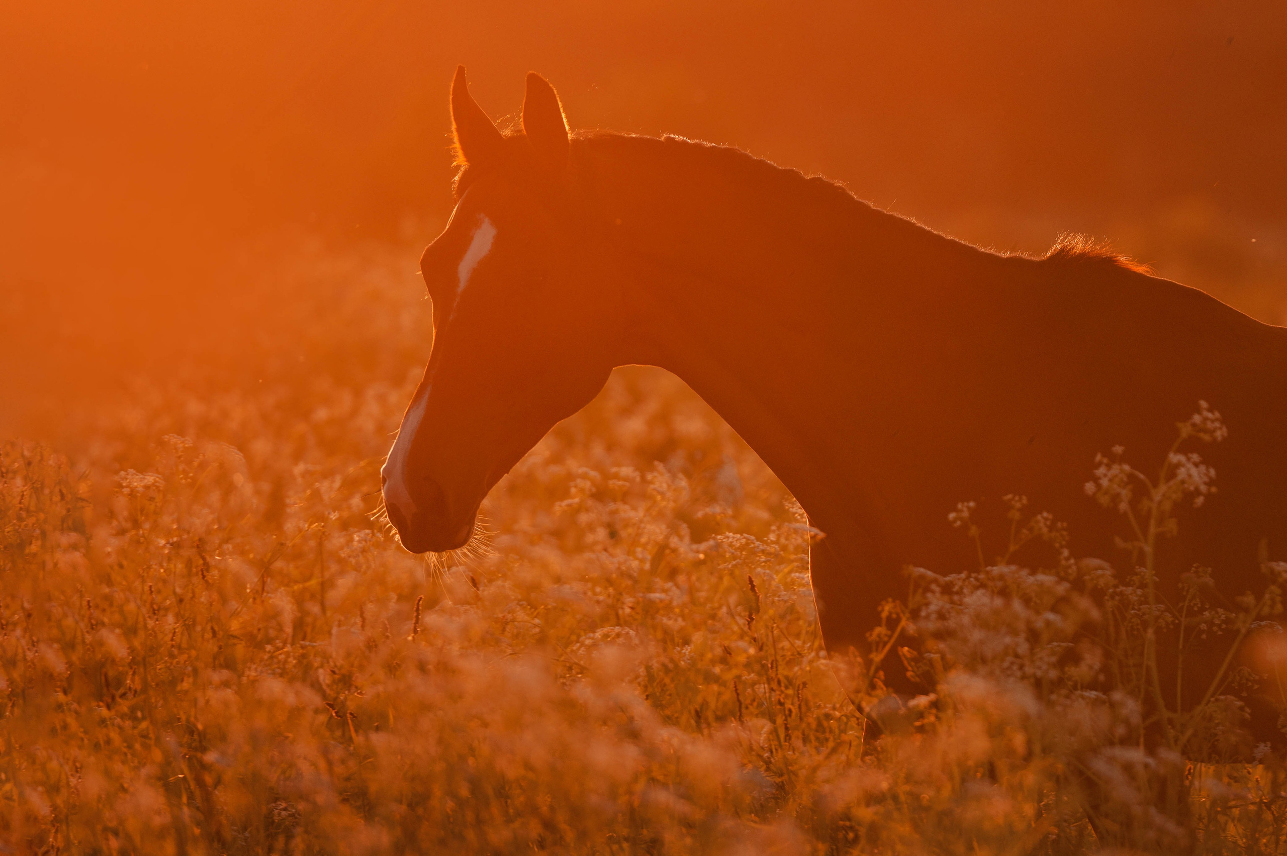 Ивори в закатных полях. Фотограф-анималист