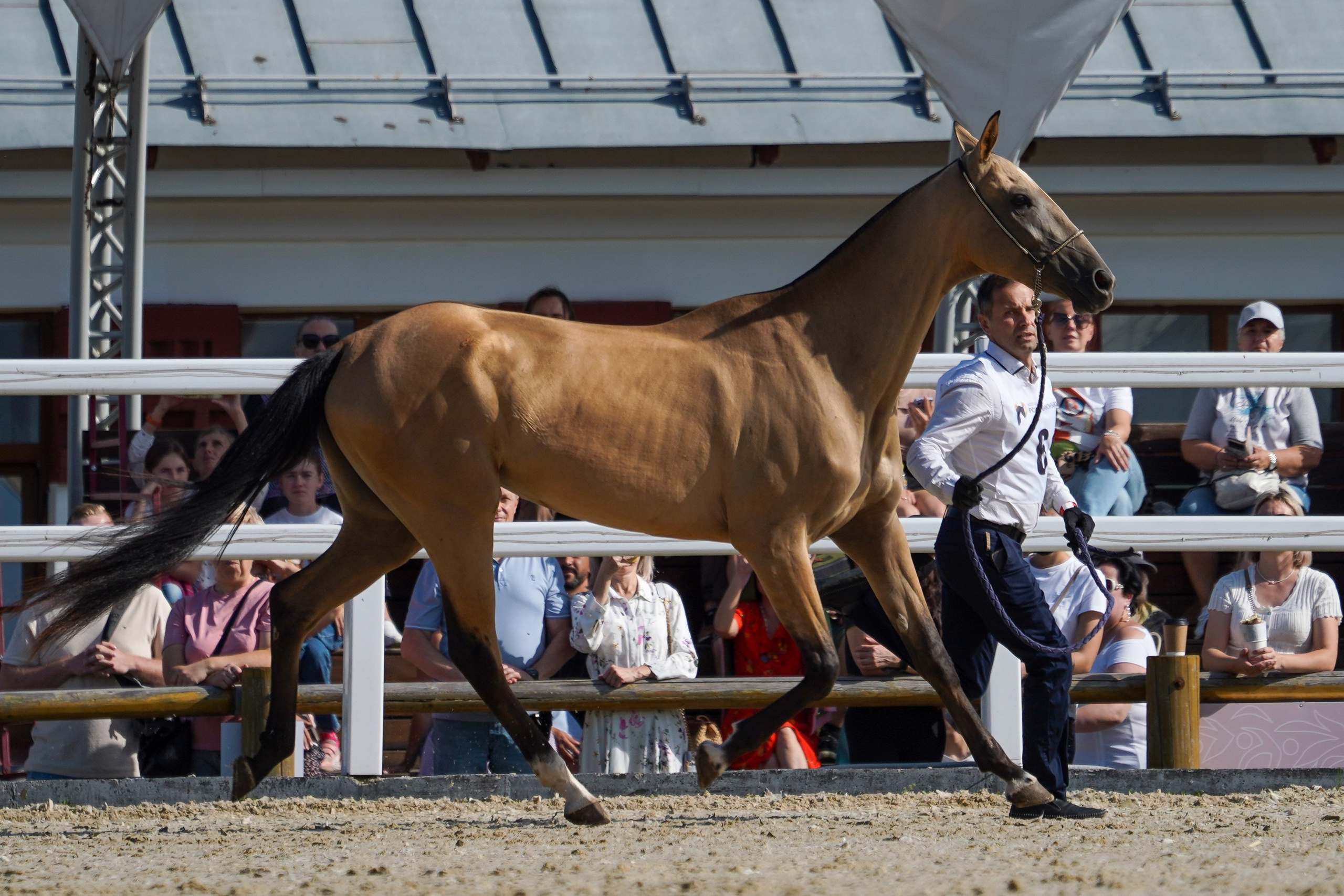 Чемпионат лошадей чистокровной ахалтекинской породы «КУБОК РОССИИ — 2024». Фотограф-анималист, портретный фотограф в Чебоксарах Мария Садыкова