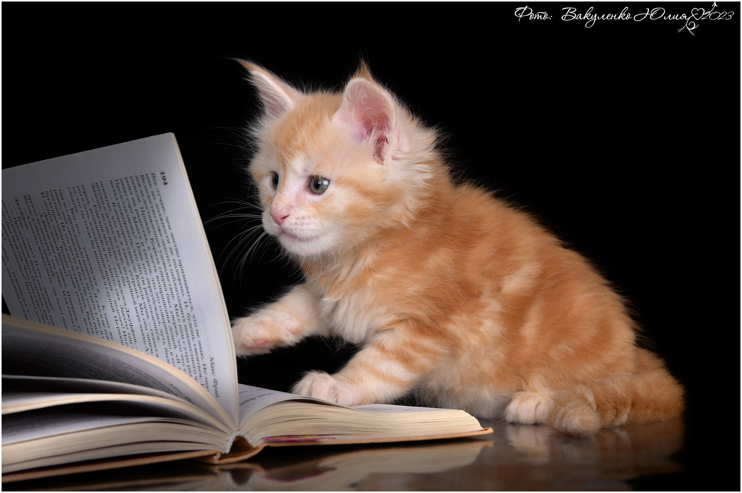 Котята. Фотограф анималист | семейный Юлия Вакуленко, г. Краснодар