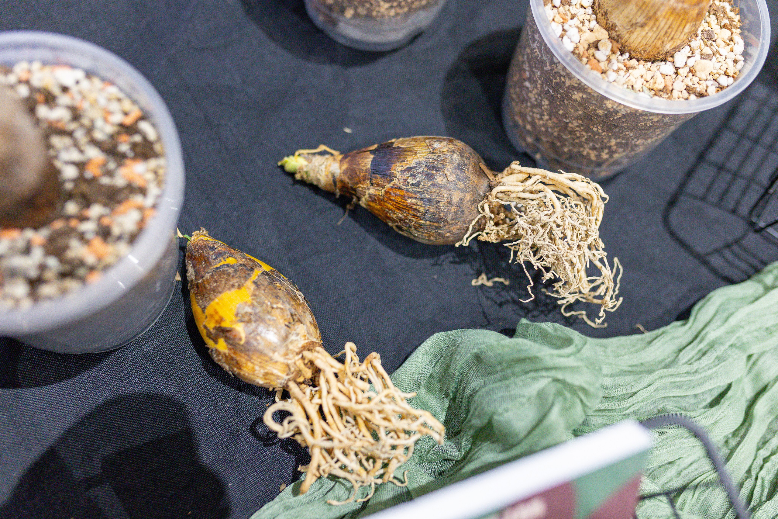 Монстериум 11–12 октября. Александра Куликова фотограф, Москва