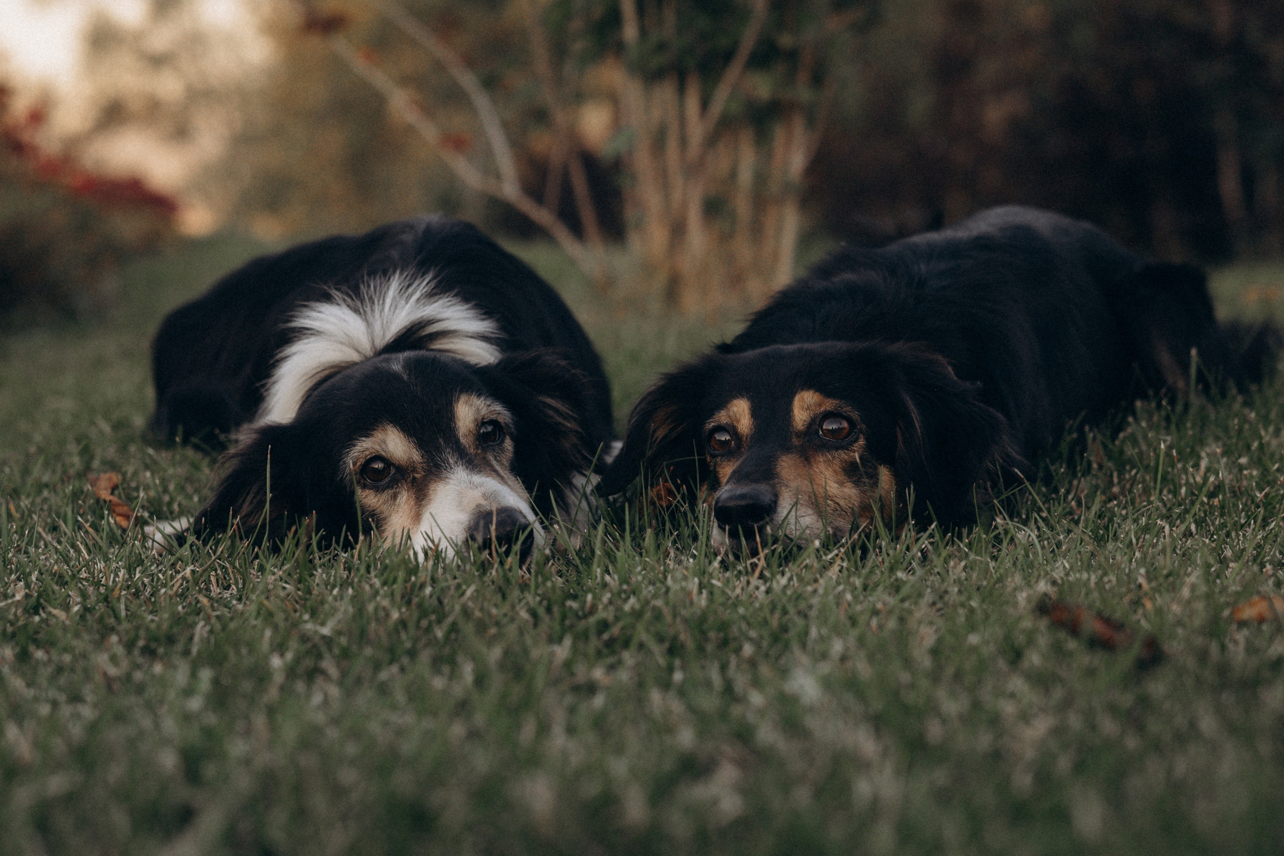Алла и ее компания. Фотограф анималист в Казани Алина Сулейманова. Фотограф животных