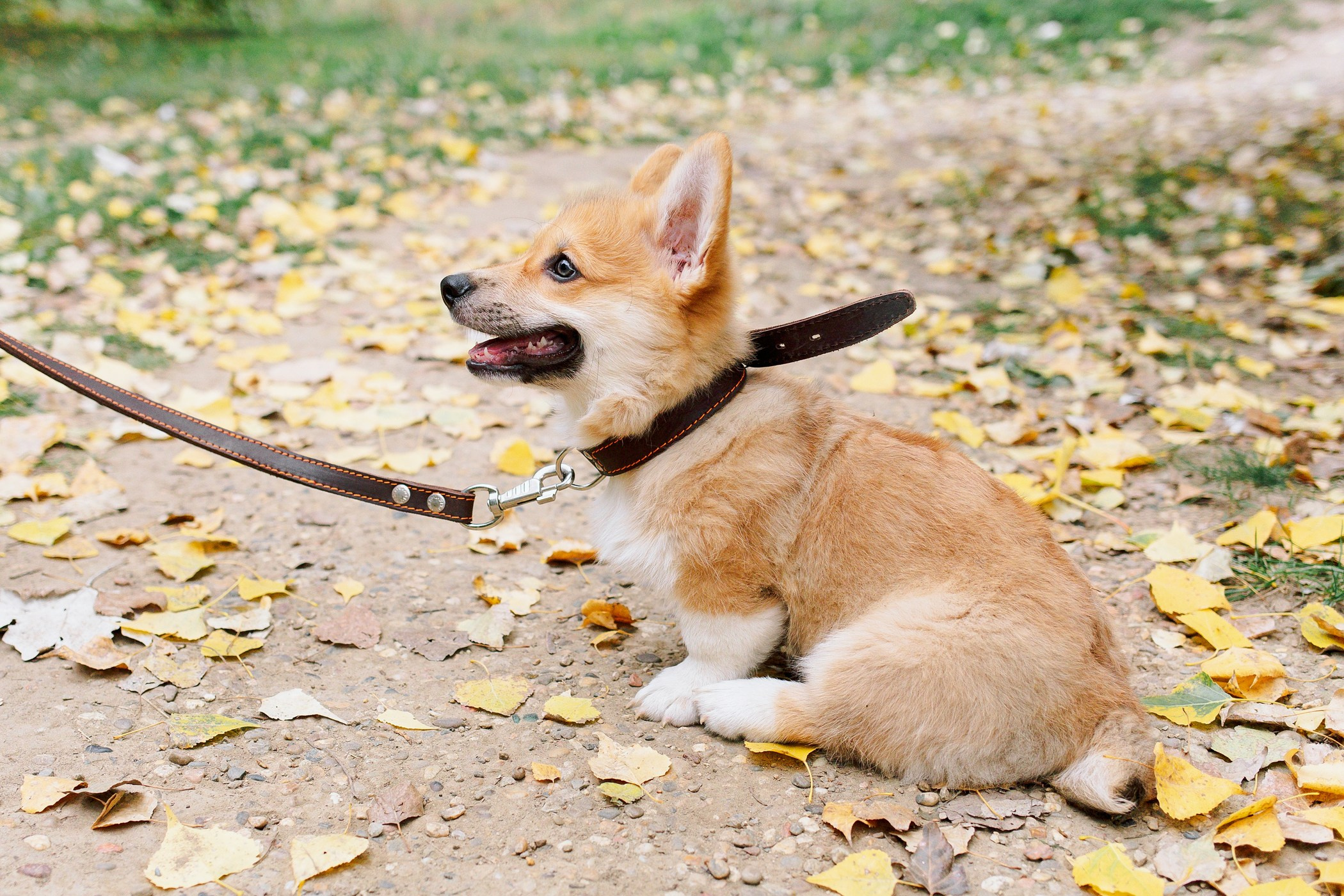 Стич. Семейный, репортажный, свадебный фотограф в Краснодаре Артур Александрин