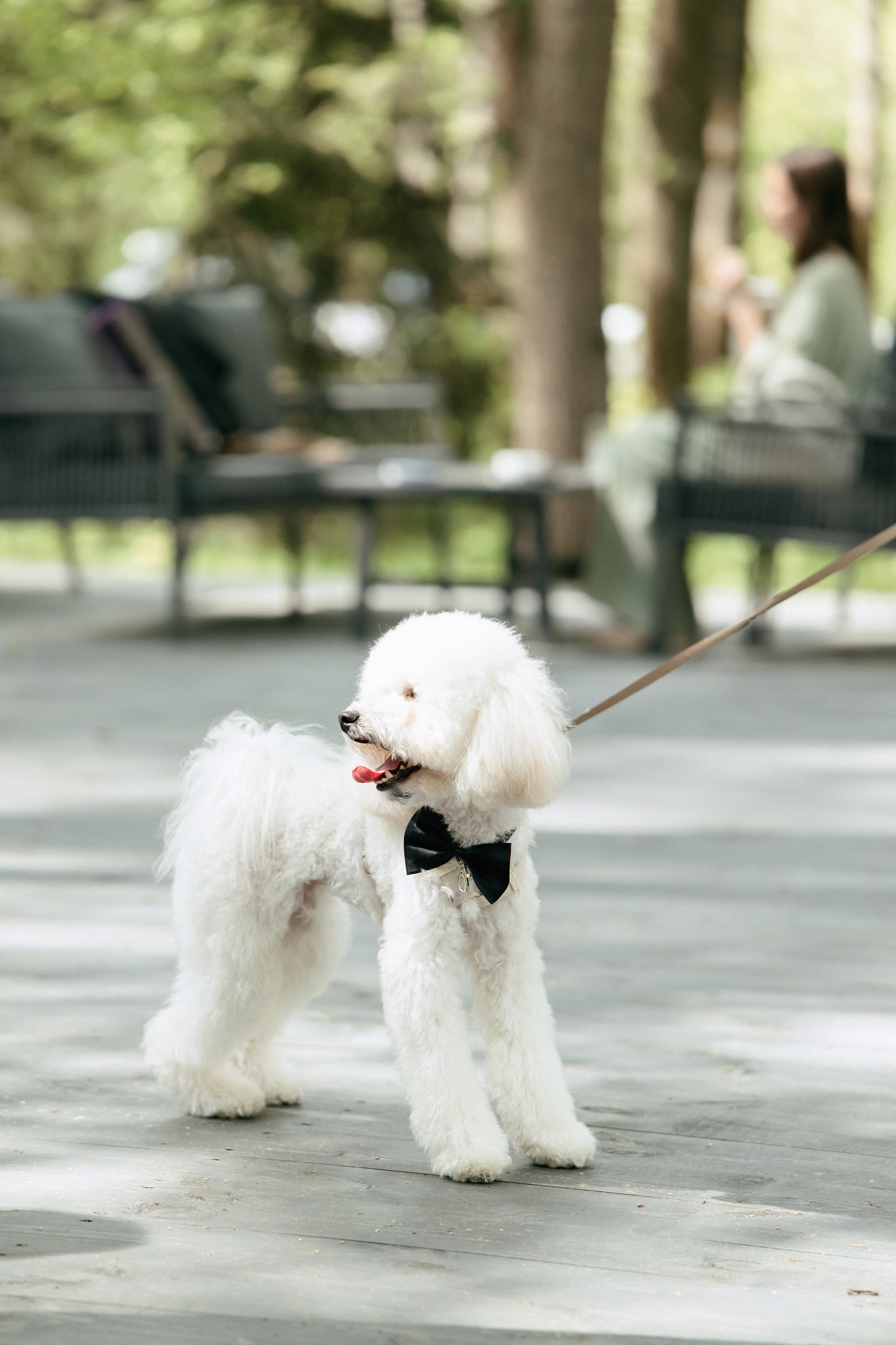 Собака на банкете