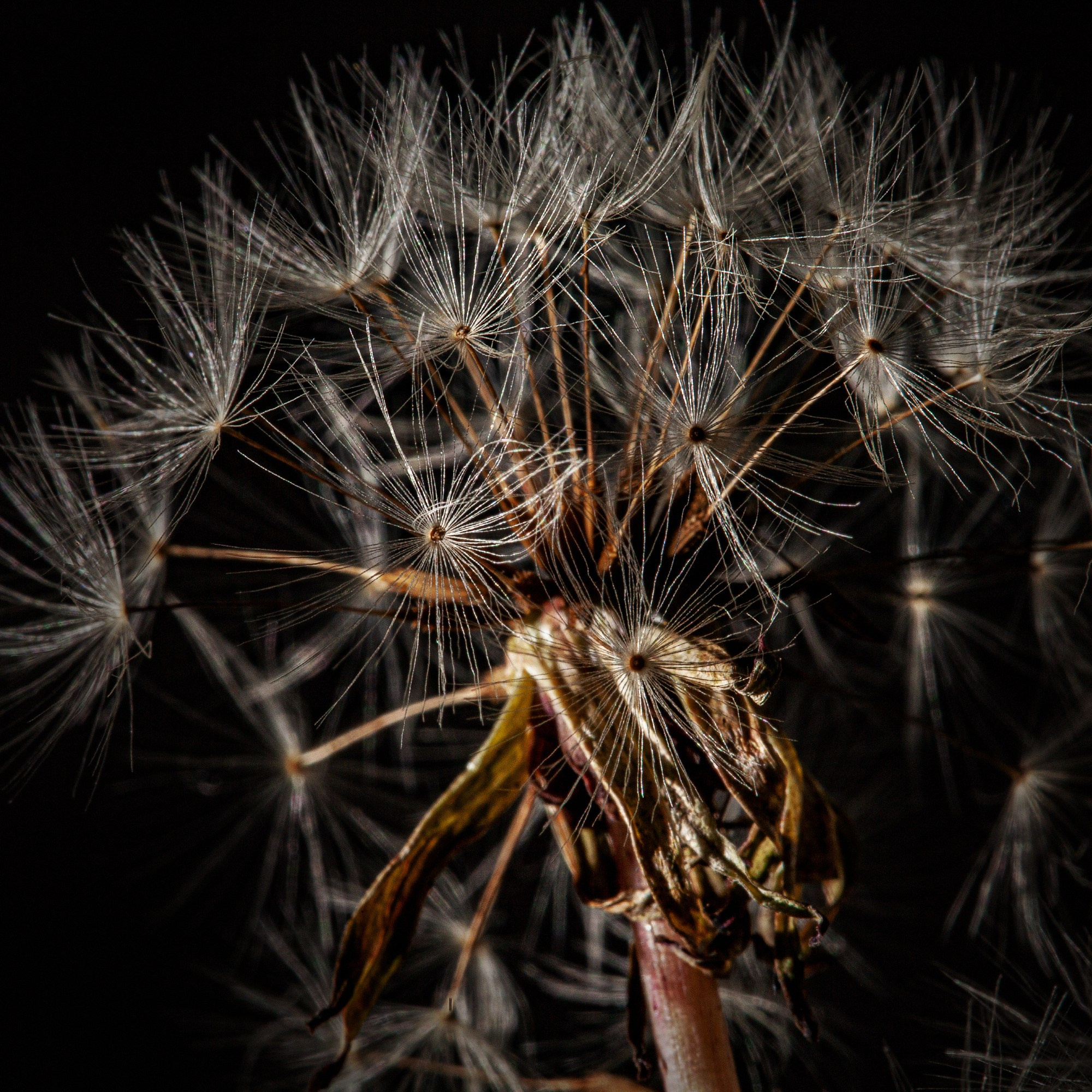 Фотограф макросъёмки вМинеральных Водах. Медиапродюсер, фотограф в Минеральных Водах —Виктор Холодов