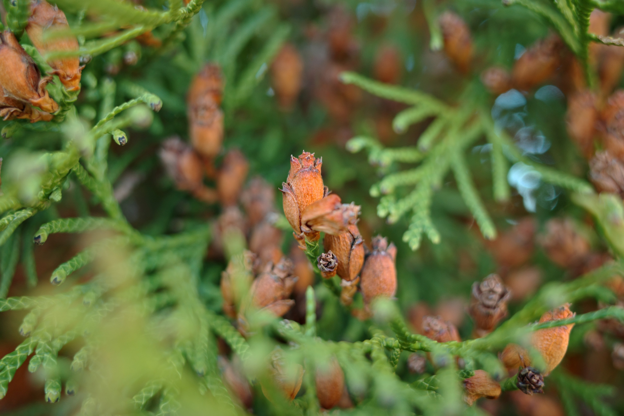 Галерея Ricoh GR3 HDF. Константин Устинов — фотограф