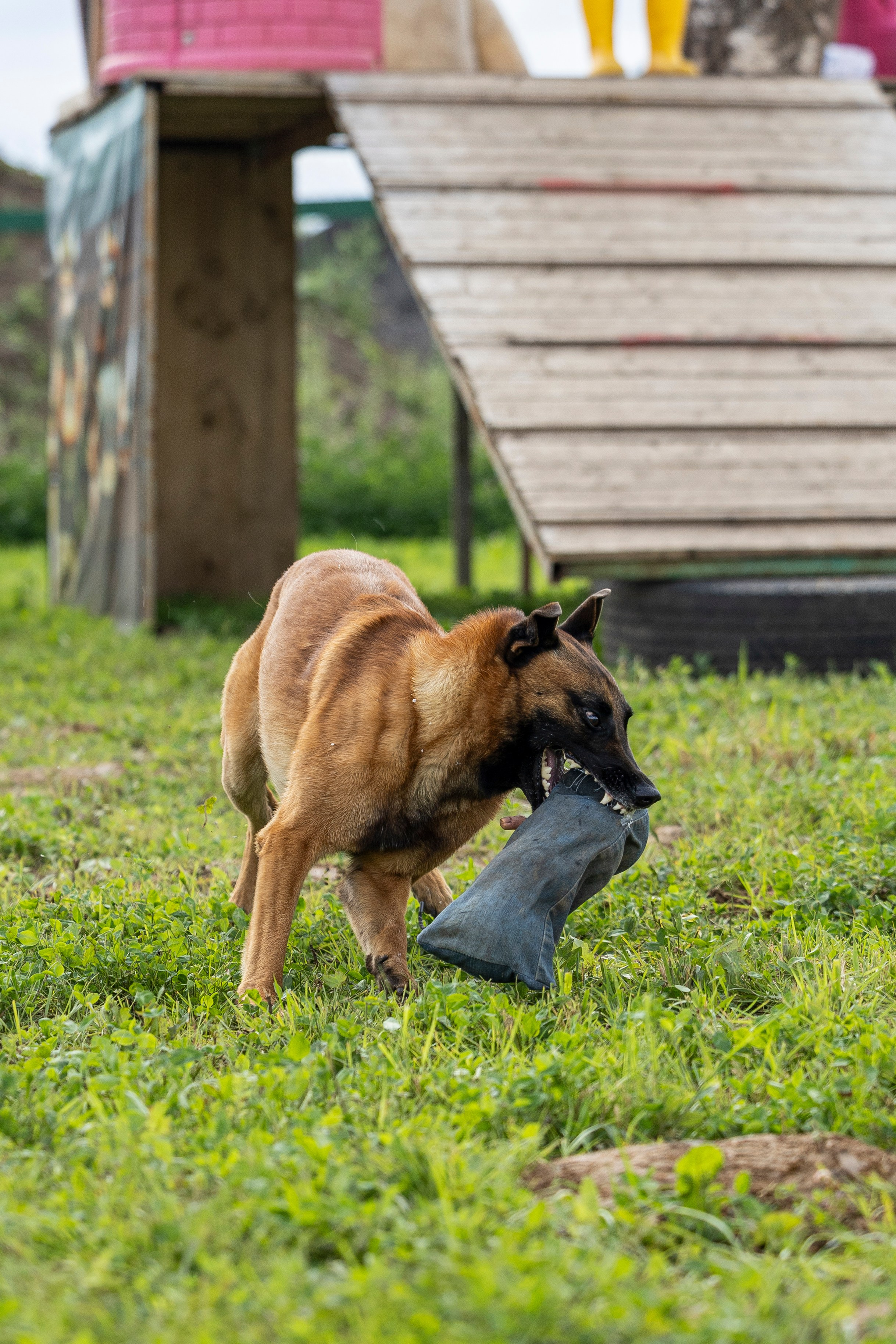 Соревнования по Мондьорингу г. Вологда 10-11.08.2024. Фотограф-анималист Анна Маринич
