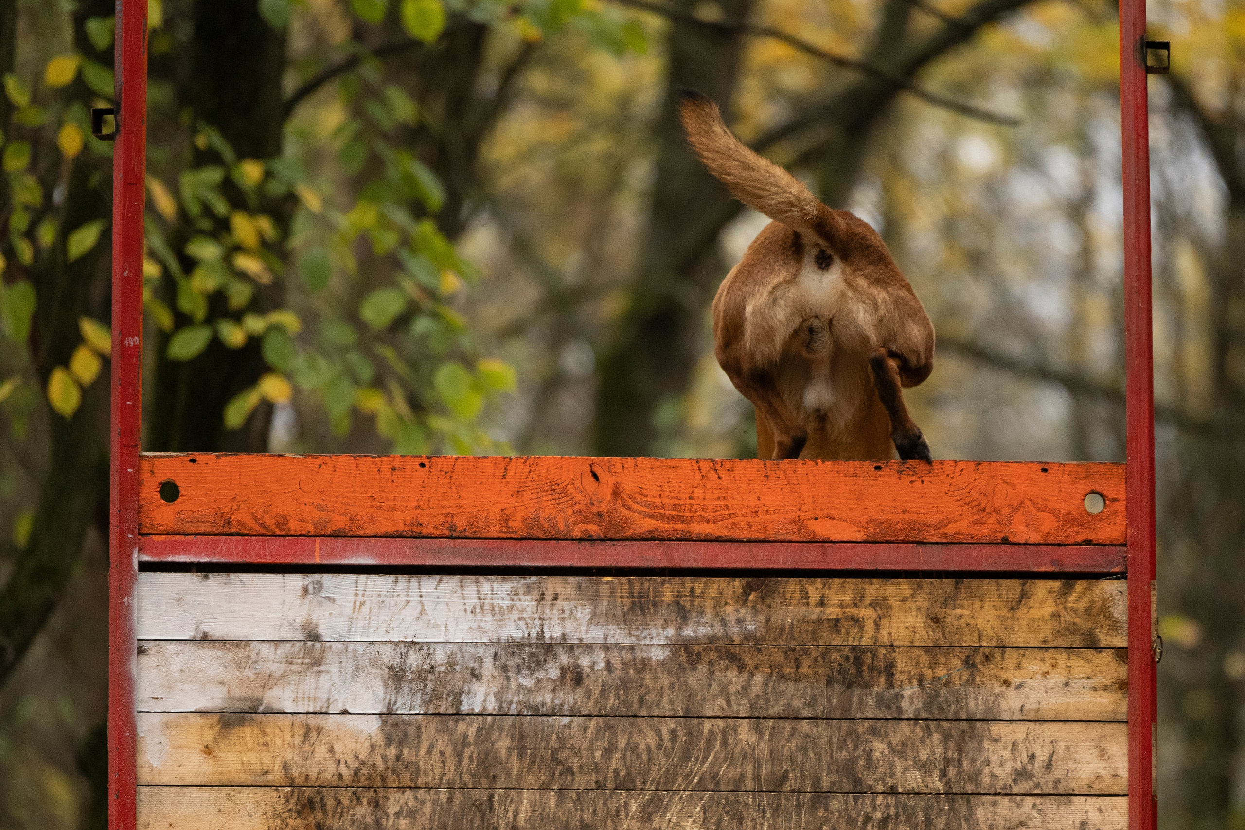 Соревнования по Мондьорингу г. Вологда. Фотограф-анималист Анна Маринич