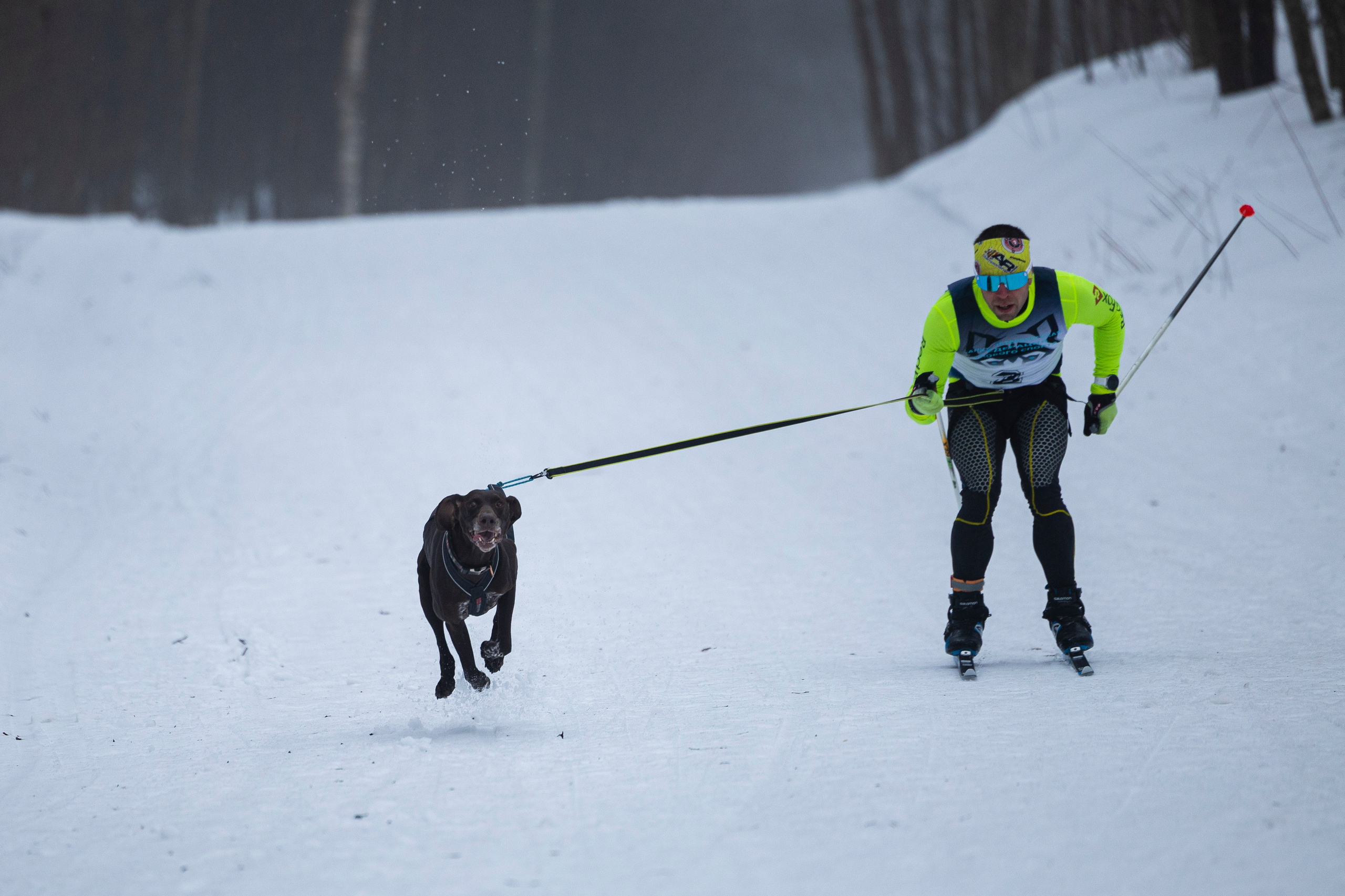 Зимний Чемпионат Санкт-Петербурга по ездовому спорту. Фотограф-анималист Анна Маринич