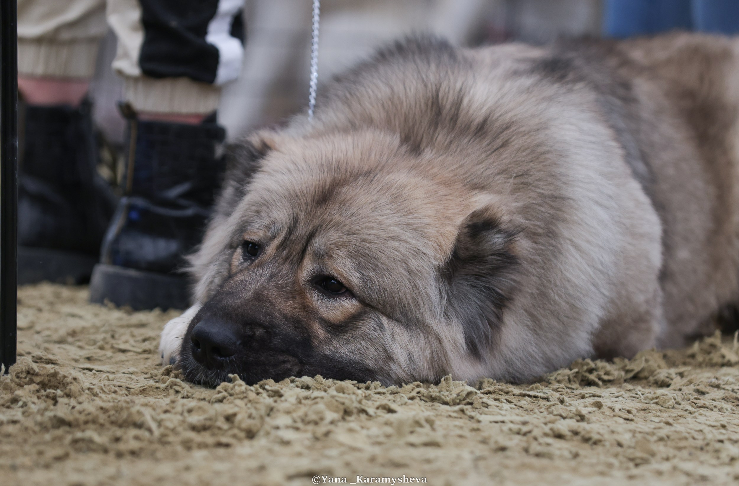 Экстерьерная, ринговая. Yana Karamysheva Animal Photo