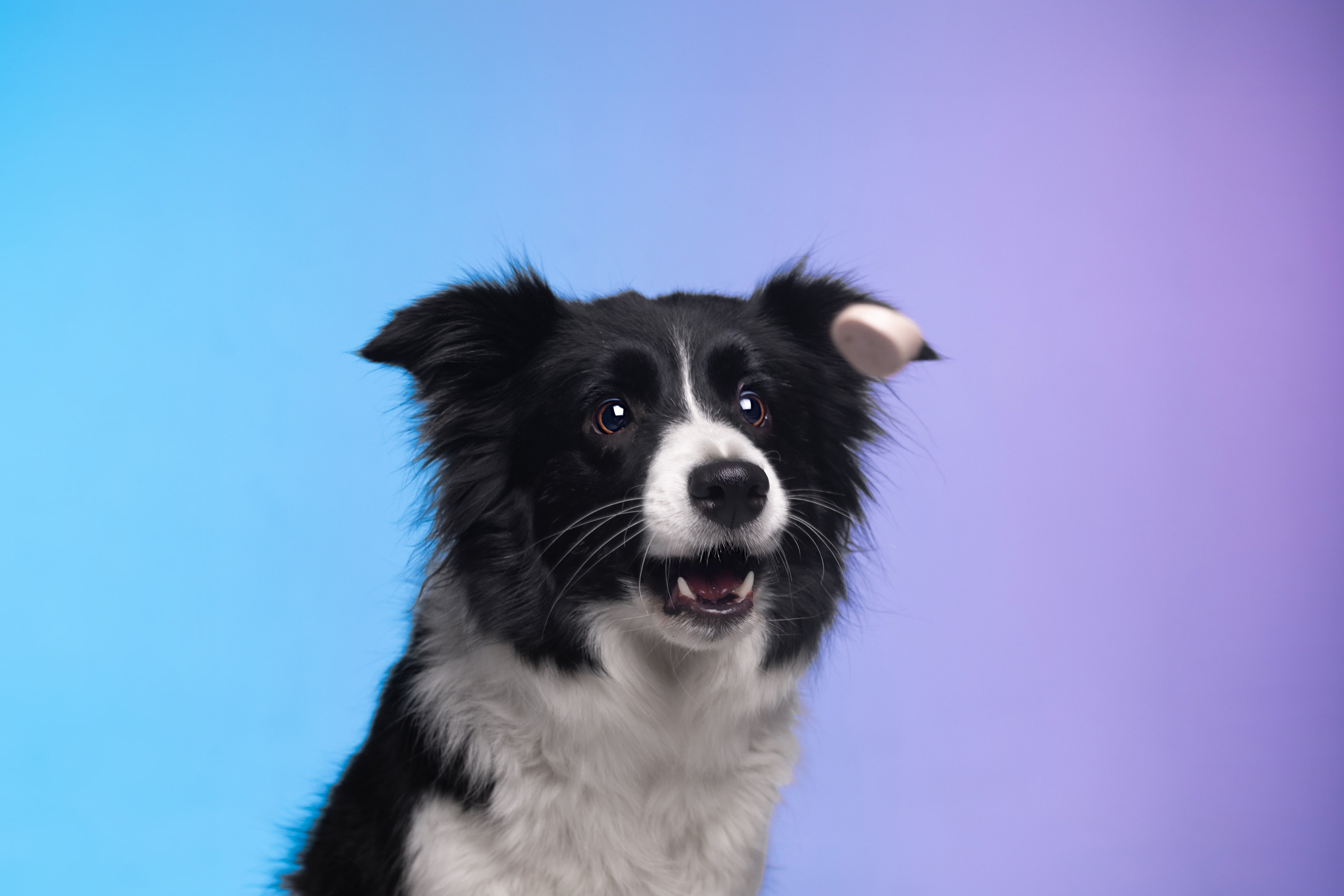 Неон. Фотограф анималист Кристина Карпова, Москва