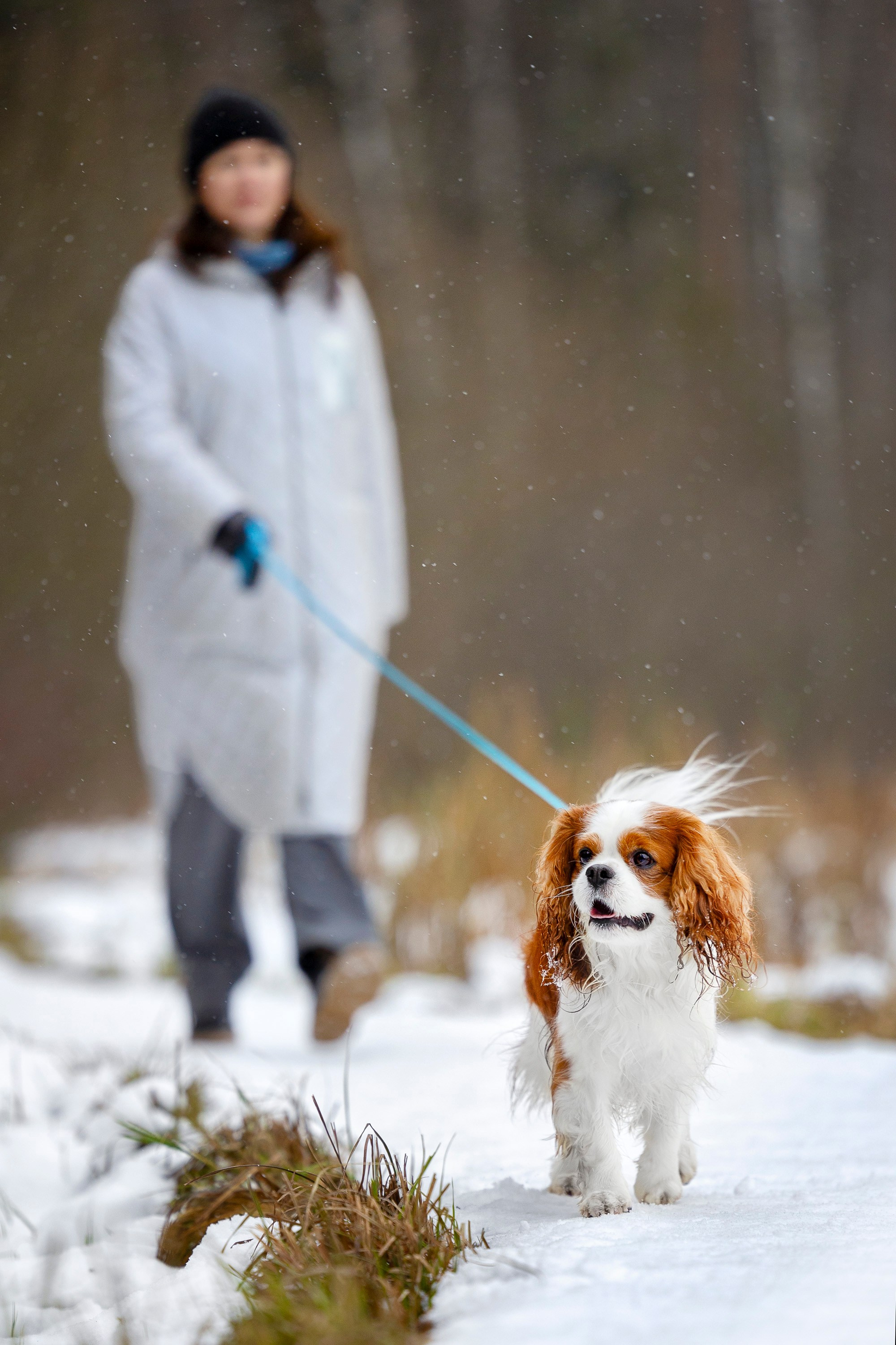 Кавалер Кинг Чарльз Спаниель и Людмила. Фотограф анималист, семейный фотограф, фотограф собак Комратова Мария. г. Москва
