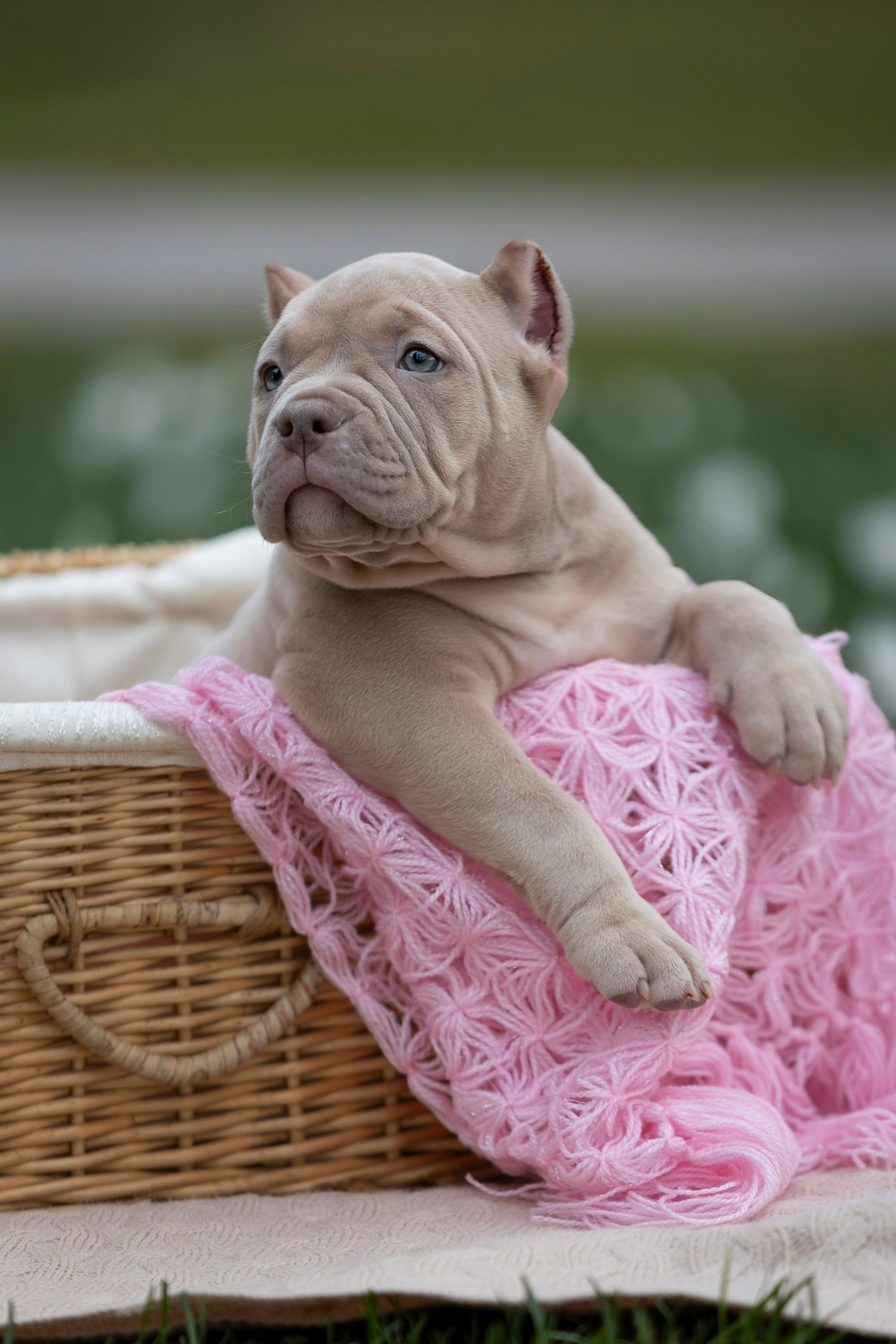 Американский Булли. Фотограф анималист, семейный фотограф, фотограф собак Комратова Мария. г. Москва