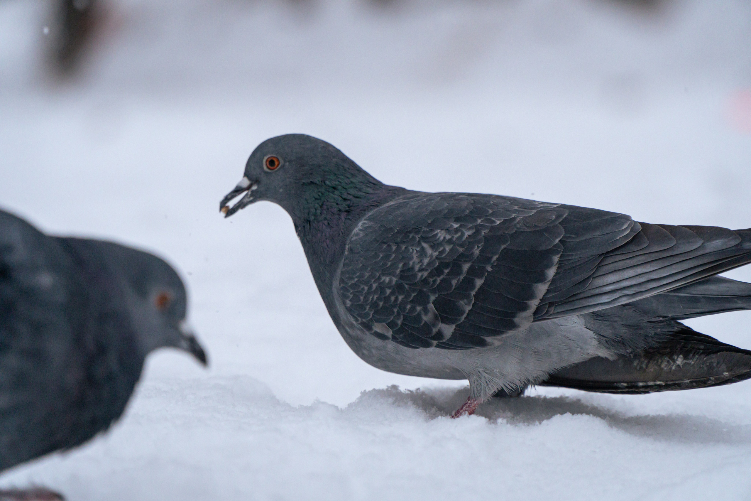 5 вёрст Наташинский 14 декабря 2024. Роман Капилюшов. Бег. Фото. Видео. г. Люберцы