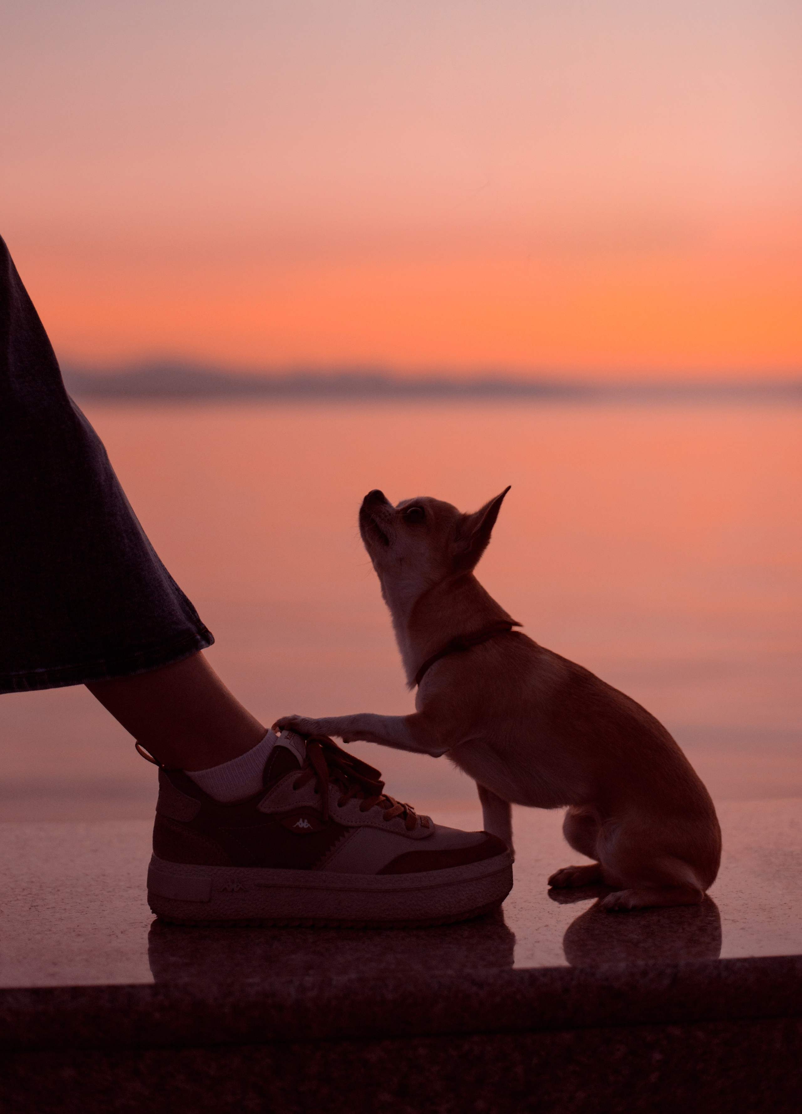 Прогулка: чихуахуа Хенни и Алина во Владивостоке. Портфолио