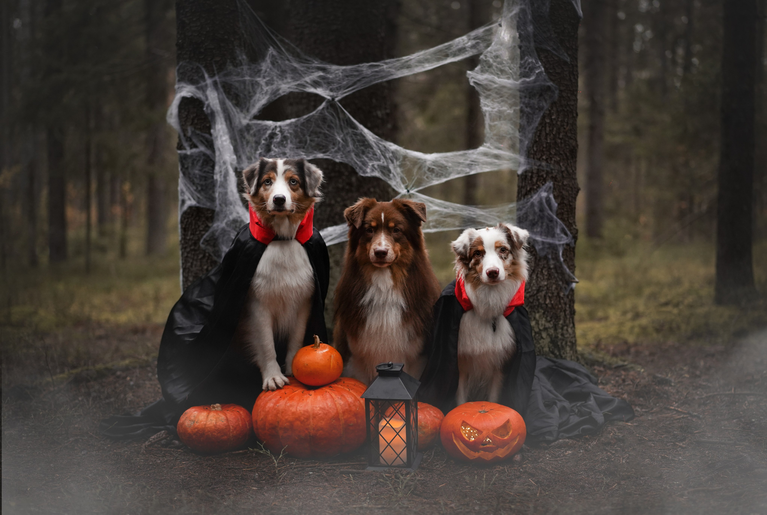 Аусси Хэллоуин 24. Фотограф-анималист в Санкт-Петербурге Яна Мартынова