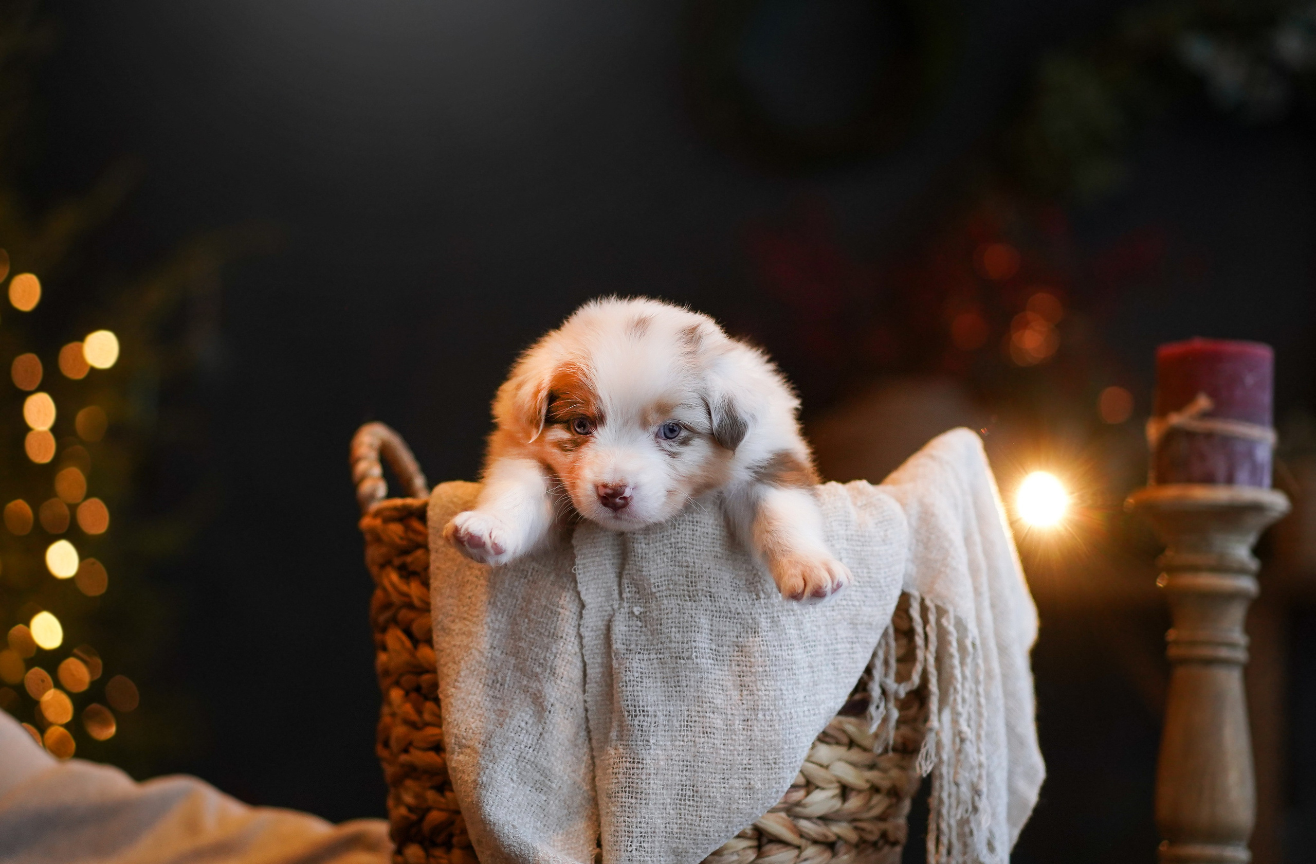 Щенки австралийской овчарки. Фотограф-анималист в Санкт-Петербурге Яна Мартынова