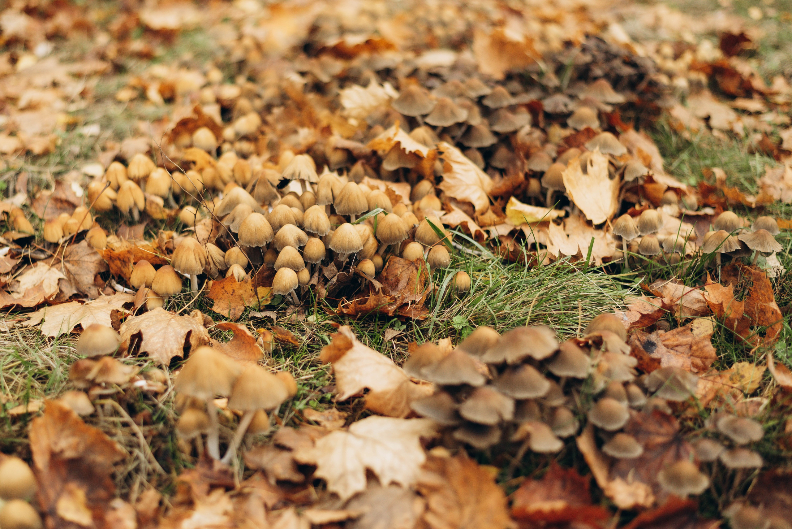 Прогулочная фотоссесия для девушки в парке. Семейный фотограф в Железнодорожном Масаева Елена