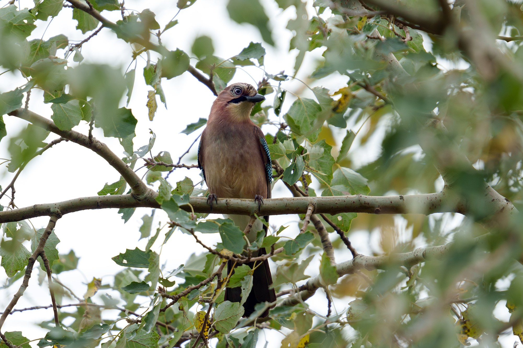 Удивительные мир птиц. Вокруг нас столько прекрасного — присмотритесь!. Ваш личный фотограф Марина Волкова