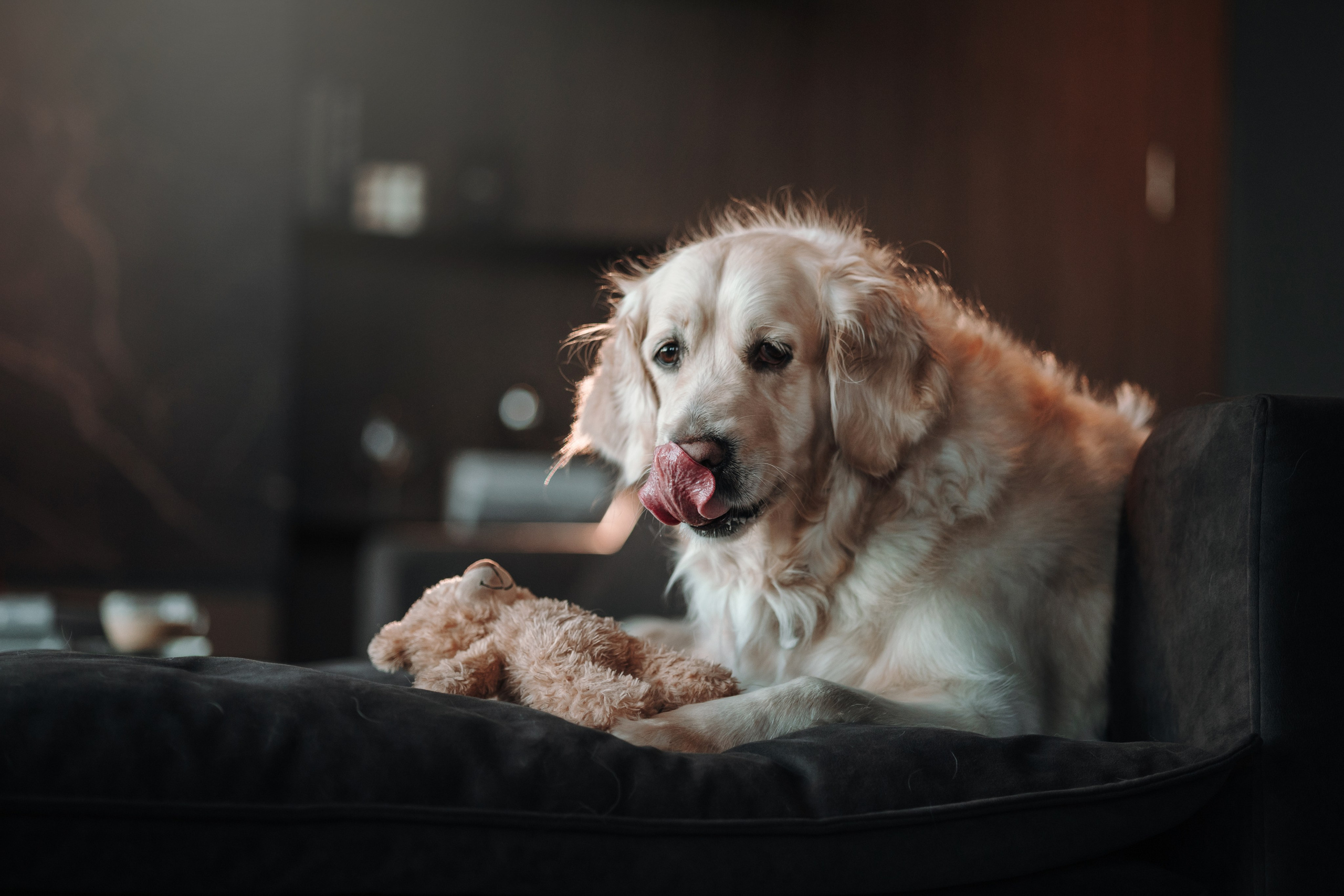 Вика и Рози. Фотограф — Анималист | Санкт-Петербург