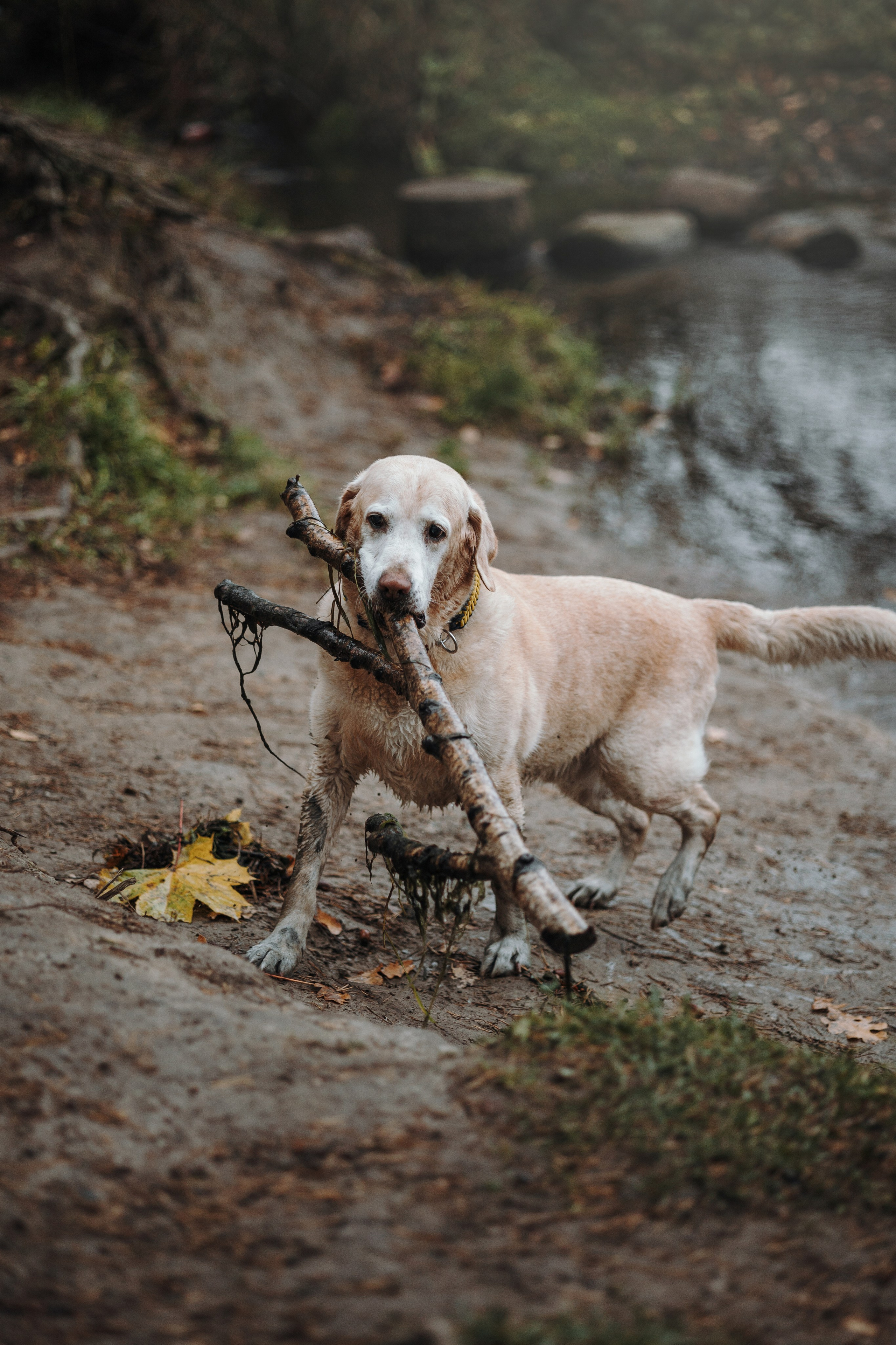 Оксана и Барон. Фотограф — Анималист | Санкт-Петербург