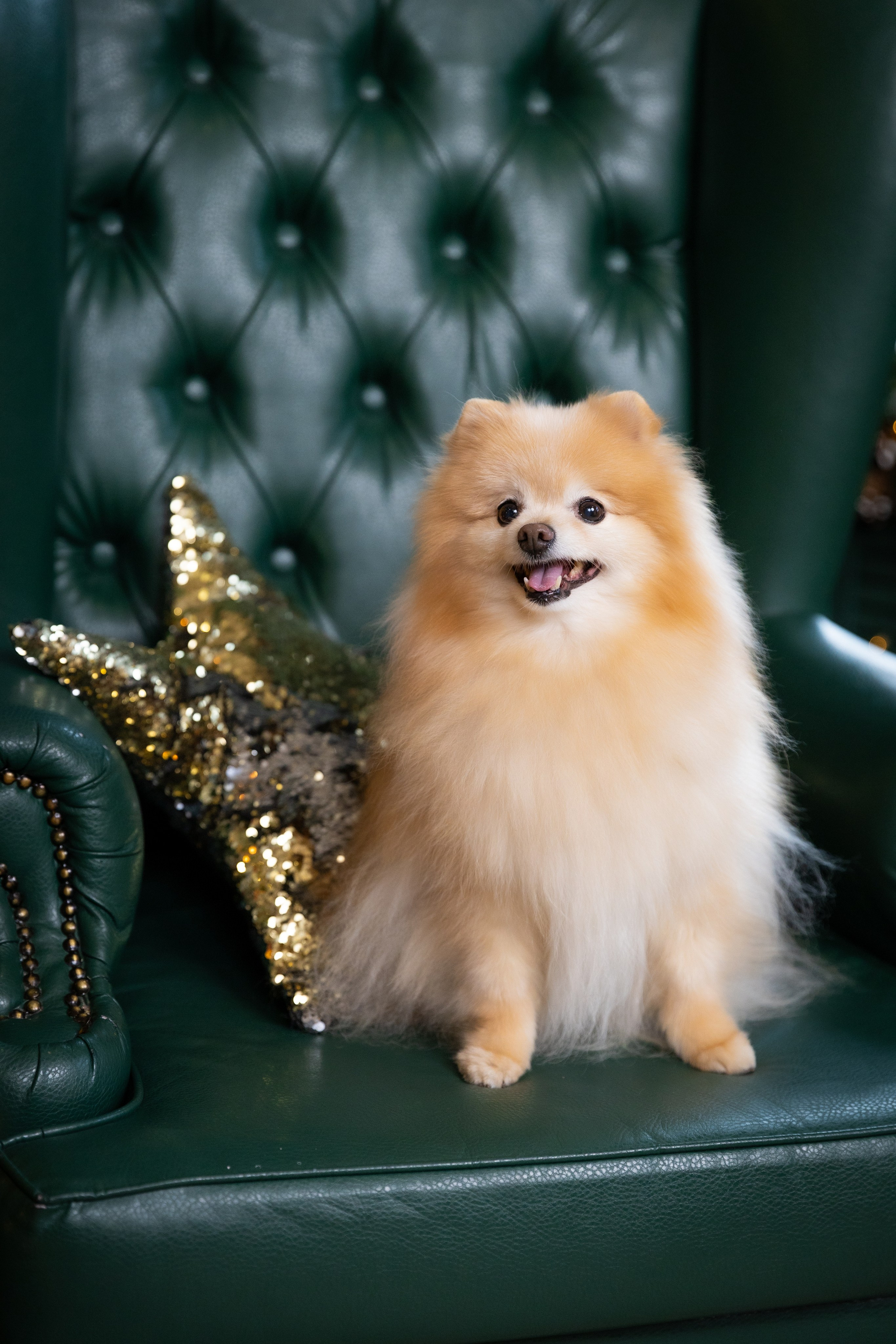 НОВОГОДНЯЯ СЕМЕЙНАЯ. Фотограф в Москве и Стамбуле. Мастер сказочных фотографий