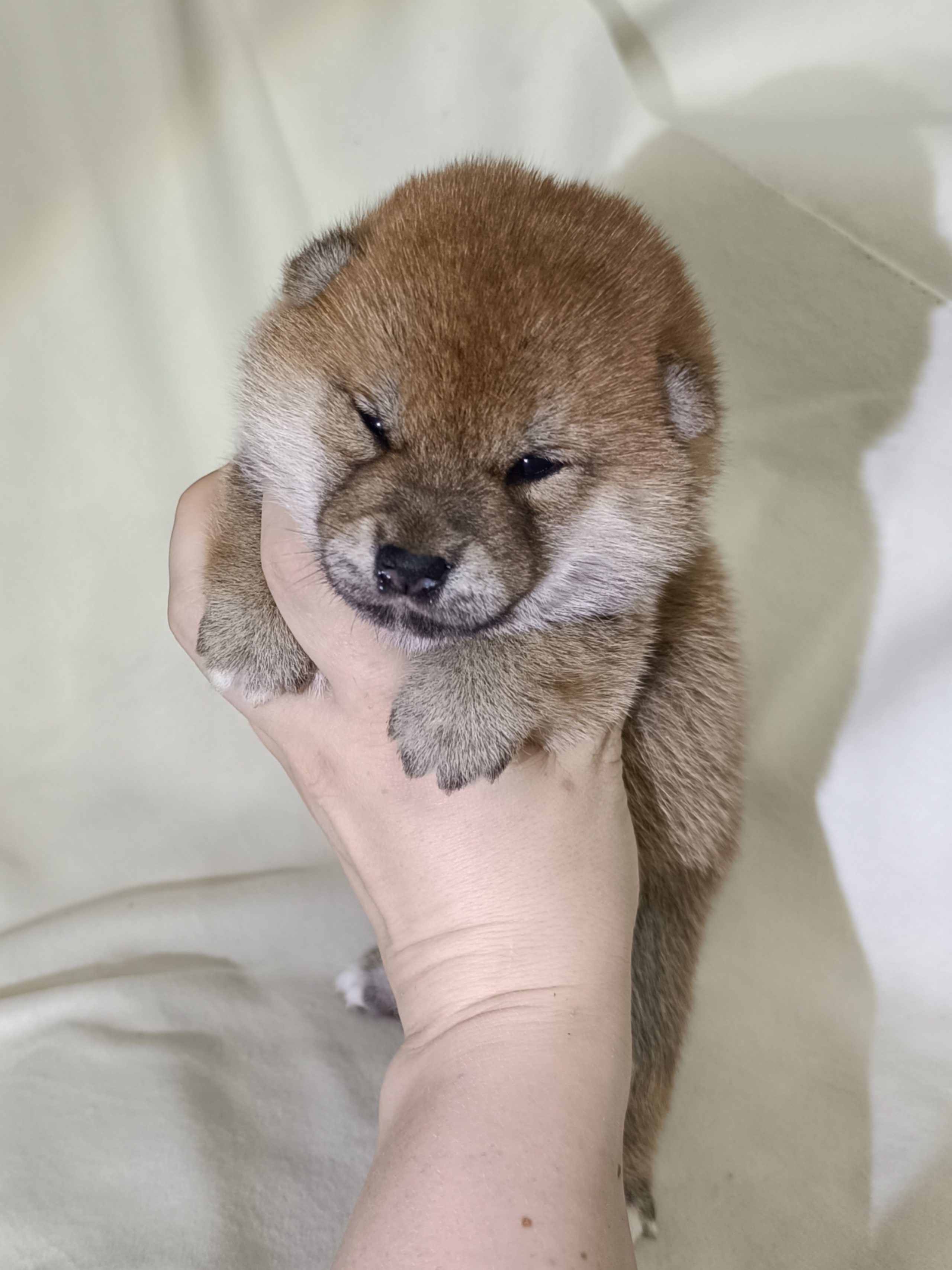 сиба питомник Рубилайт щенки на продажу rubylight  сиба щенки купить СПб Санкт-Петербург 