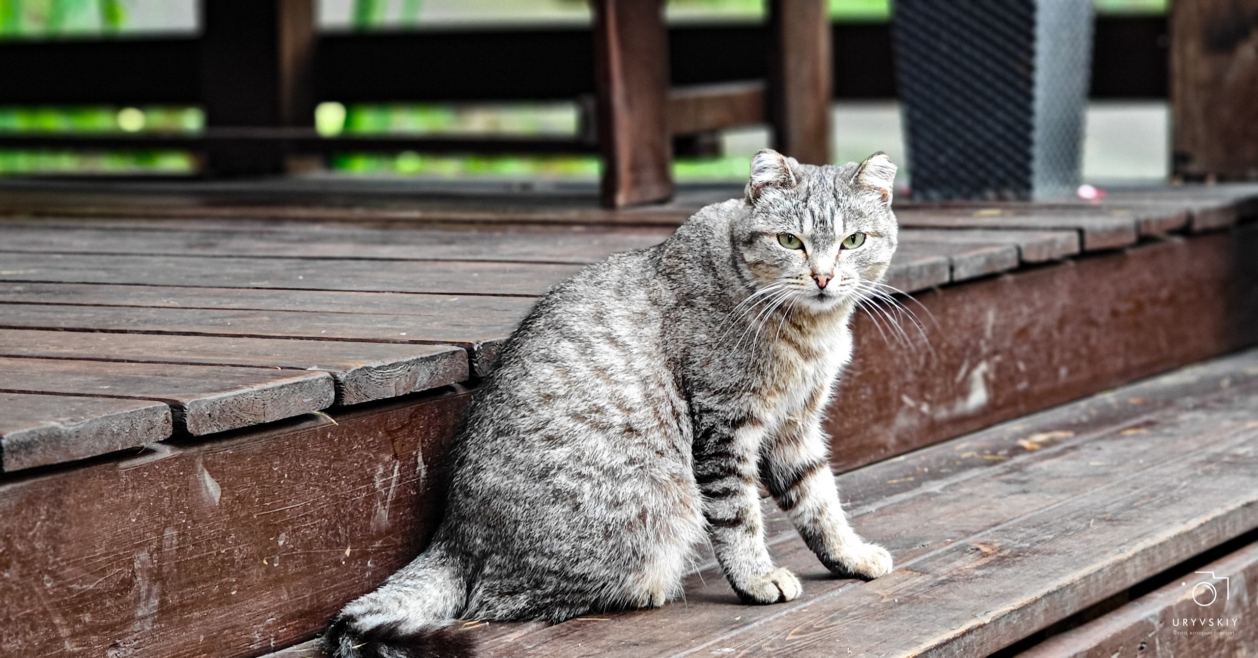 Командор, Хороший. День торговли 2025. Игорь Урывский. Фотограф Красноярск